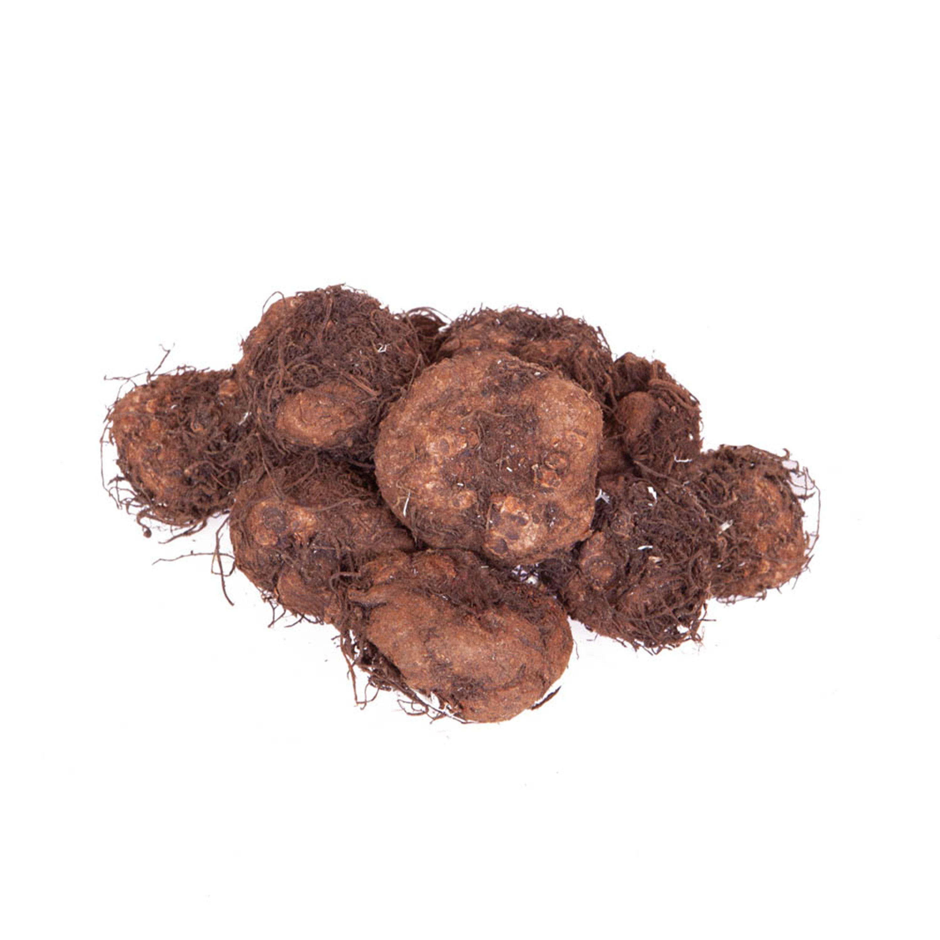 Multi - YouGarden - Begonia Non Stop - 10 tubers - 2