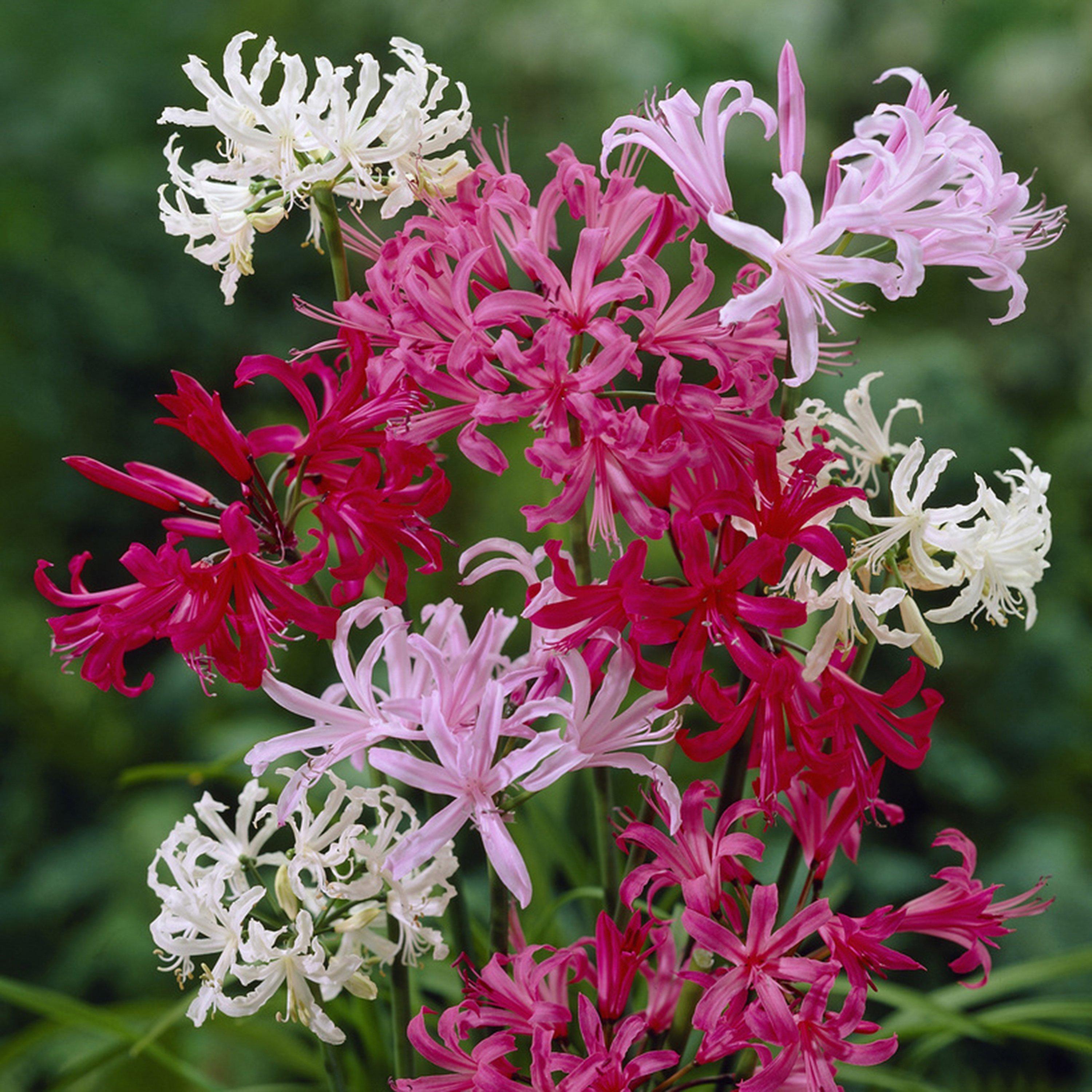Multi - YouGarden - Nerine Hybridisers Mixed - 10 Bulbs - 1