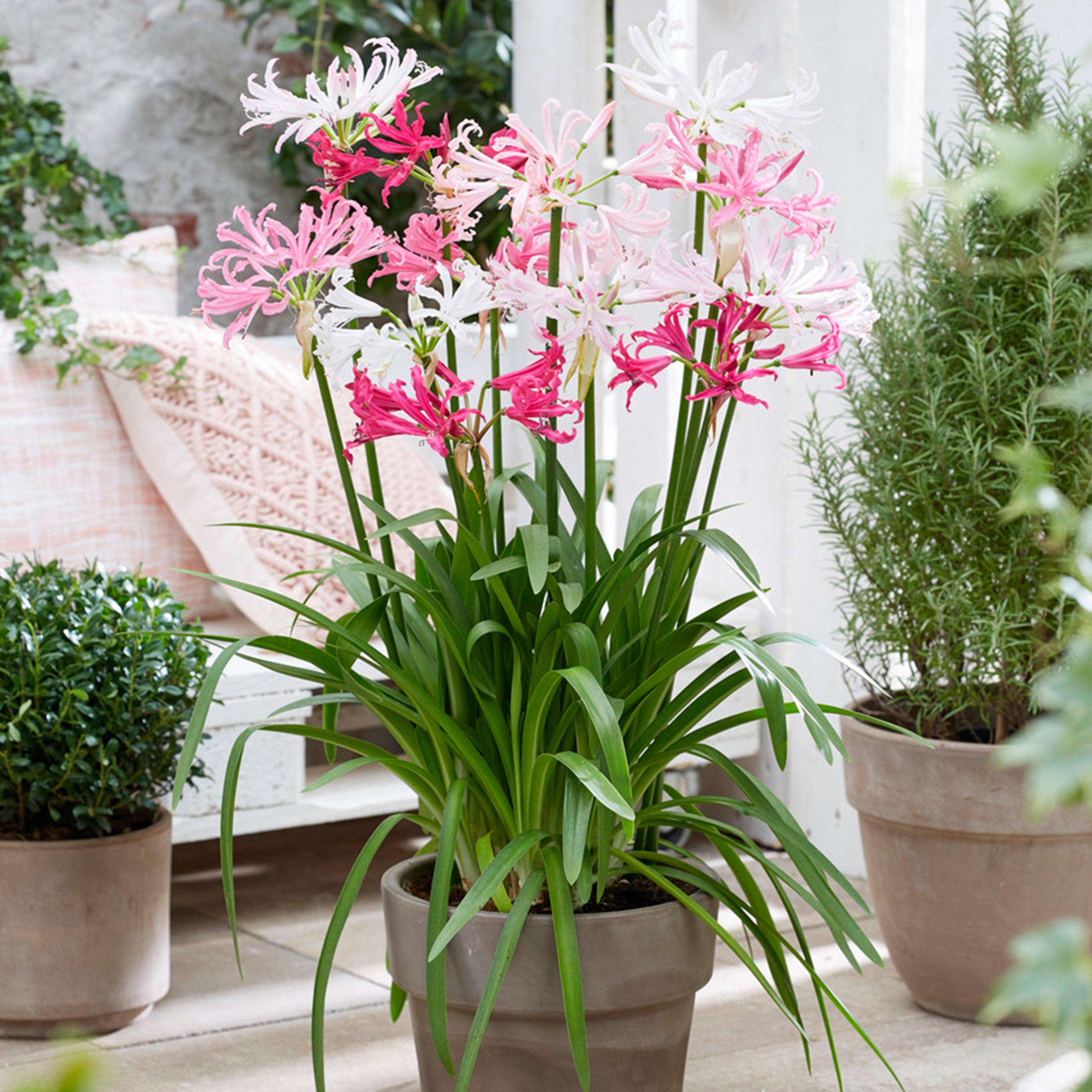 Multi - YouGarden - Nerine Hybridisers Mixed - 10 Bulbs - 2