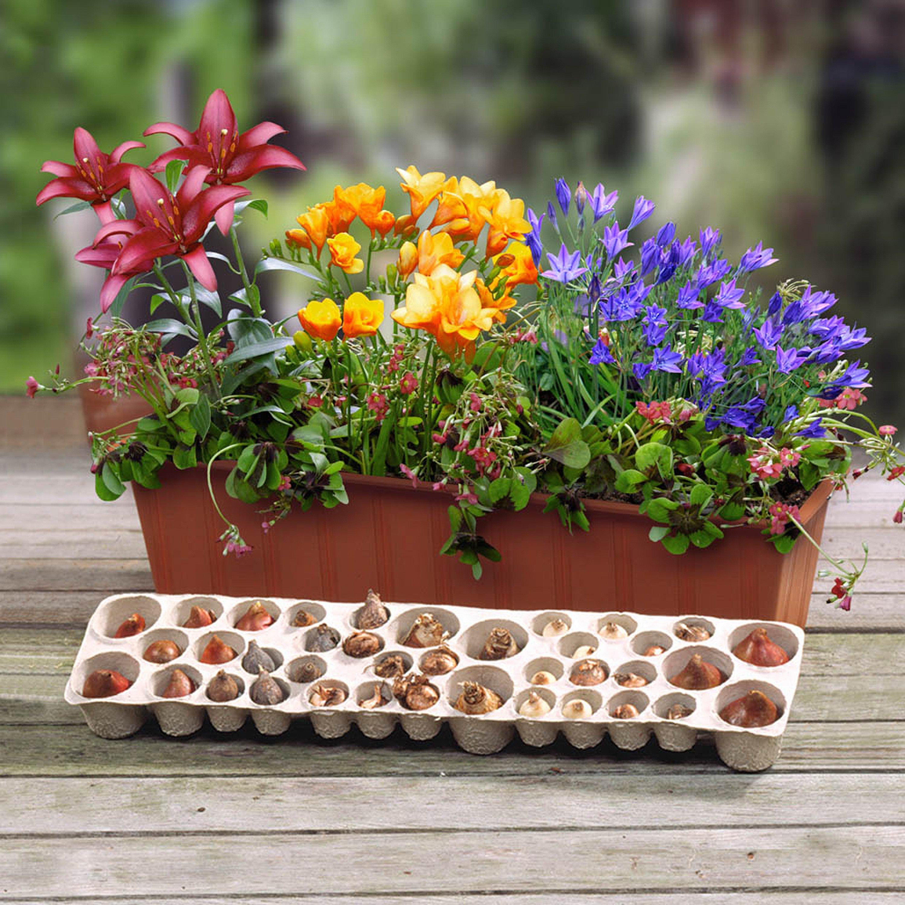 Multi - YouGarden - Plant-o-Mat Balcony Beauty Kit (38 bulbs) - 1