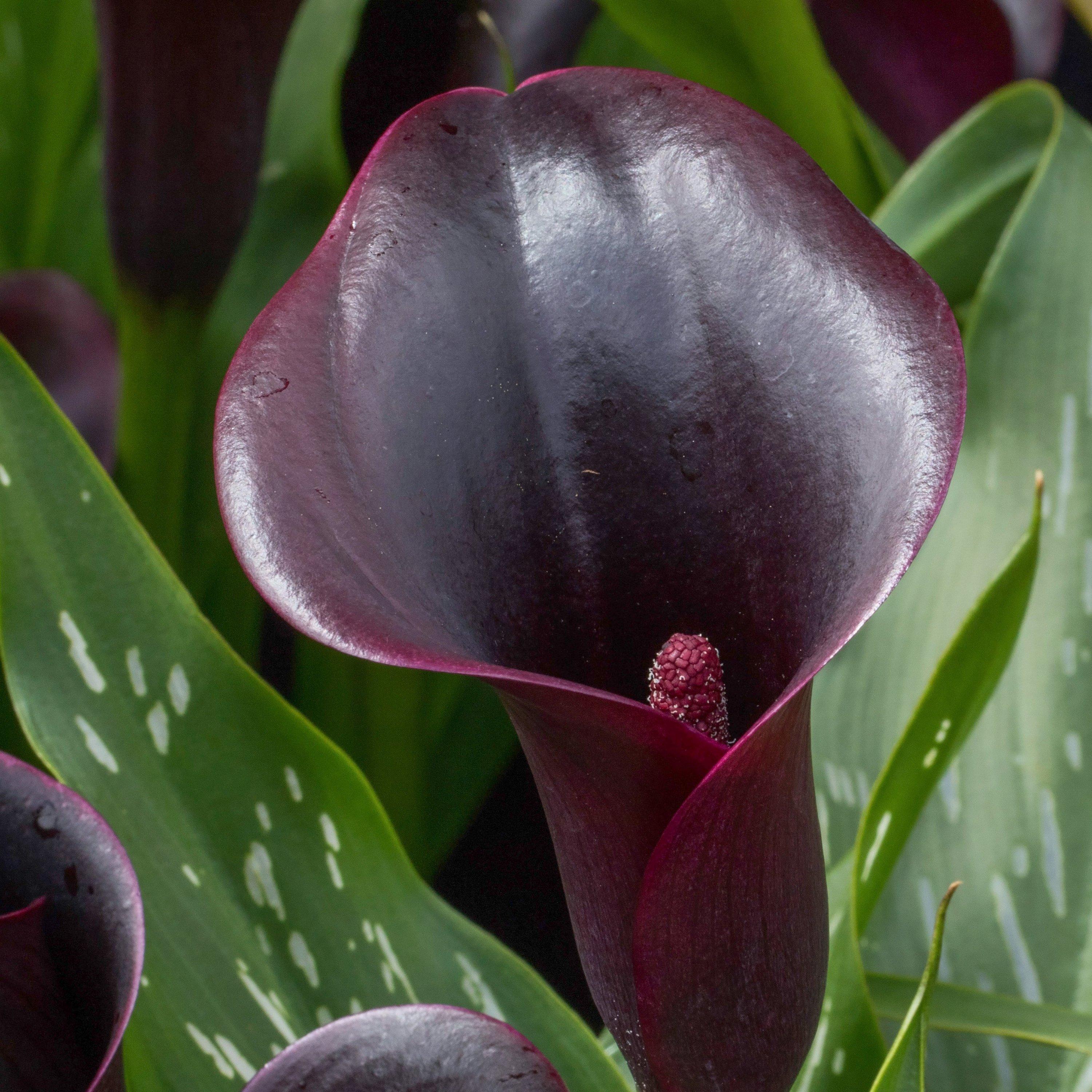 Black - YouGarden - Zantedschia Cantor (Black Calla) - 3 Bulbs - 1