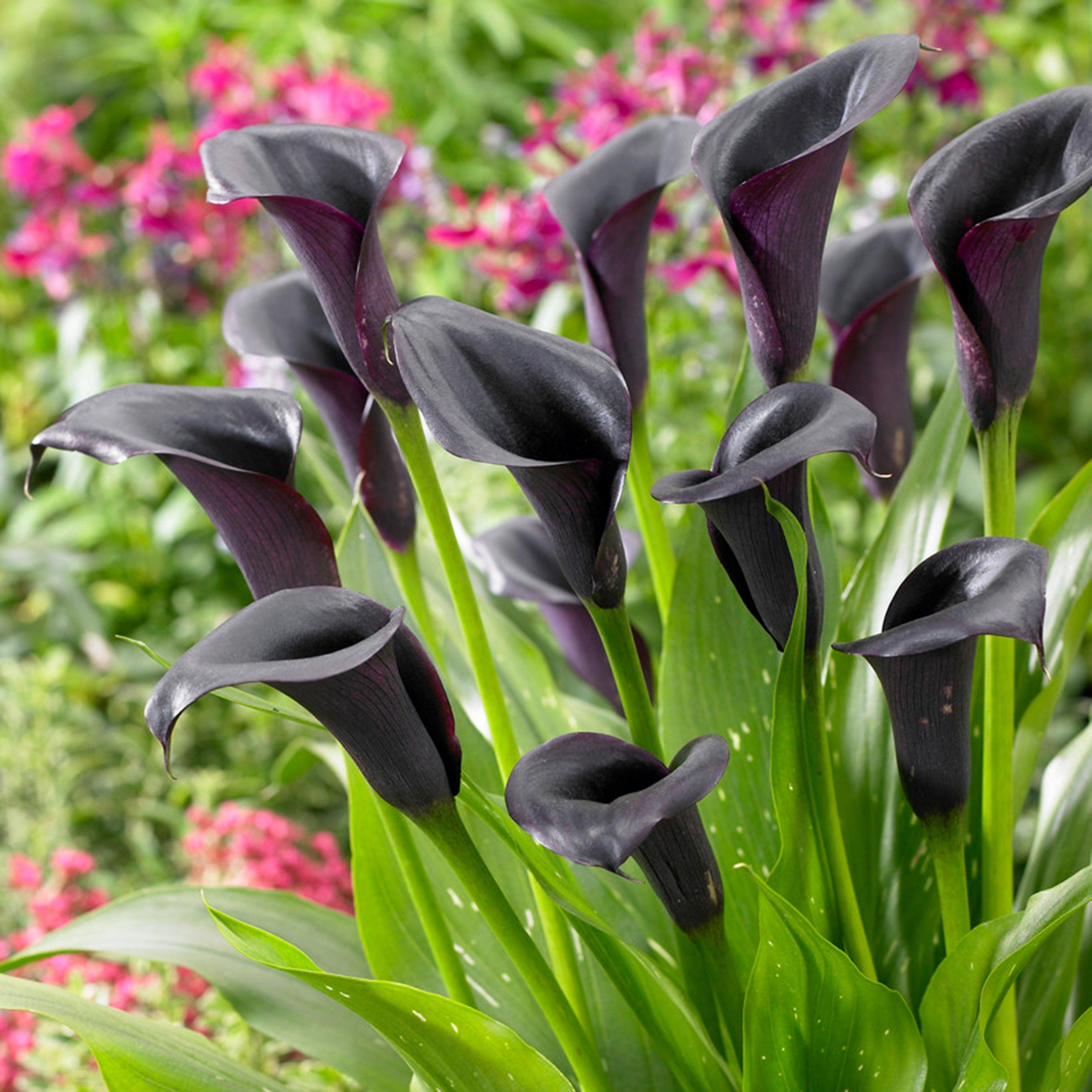 Black - YouGarden - Zantedschia Cantor (Black Calla) - 3 Bulbs - 2