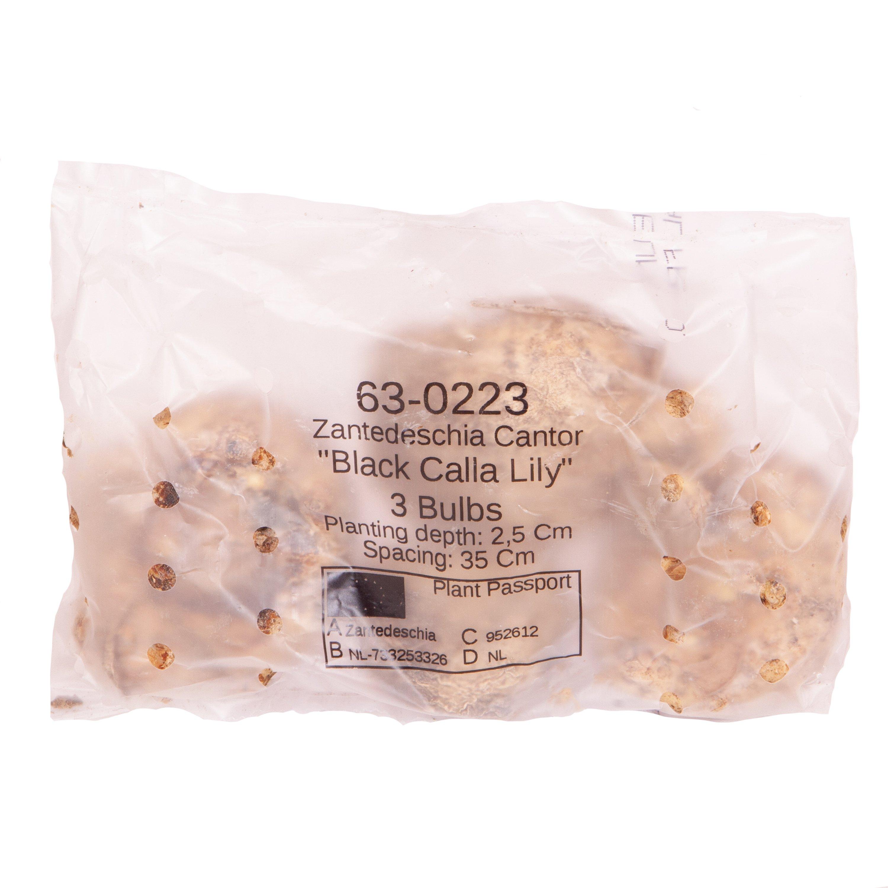 Black - YouGarden - Zantedschia Cantor (Black Calla) - 3 Bulbs - 3