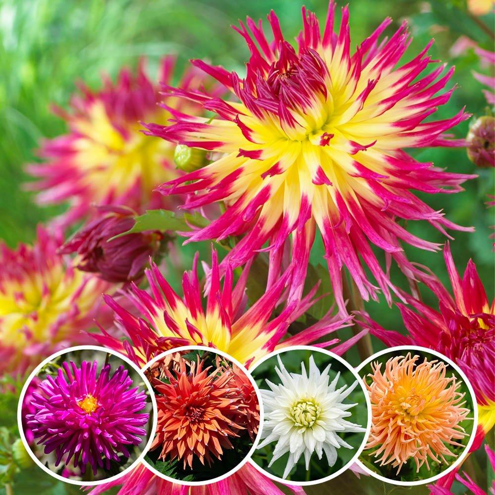 Multi - YouGarden - Dahlia Cactus Mixed- 5 tubers - 1