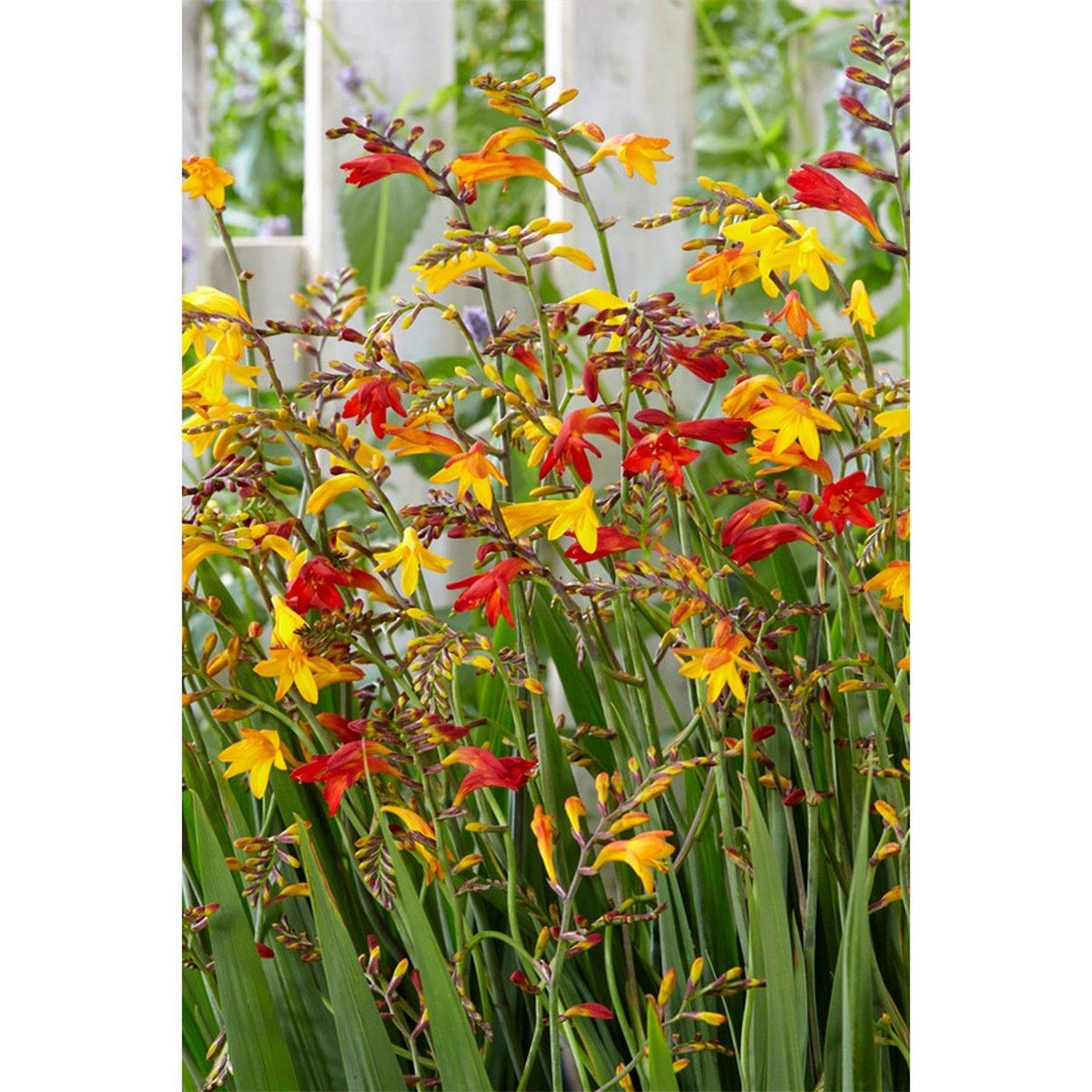 Multi - YouGarden - Crocosmia Mixed Bulbs - 50 size 5/6 - 1