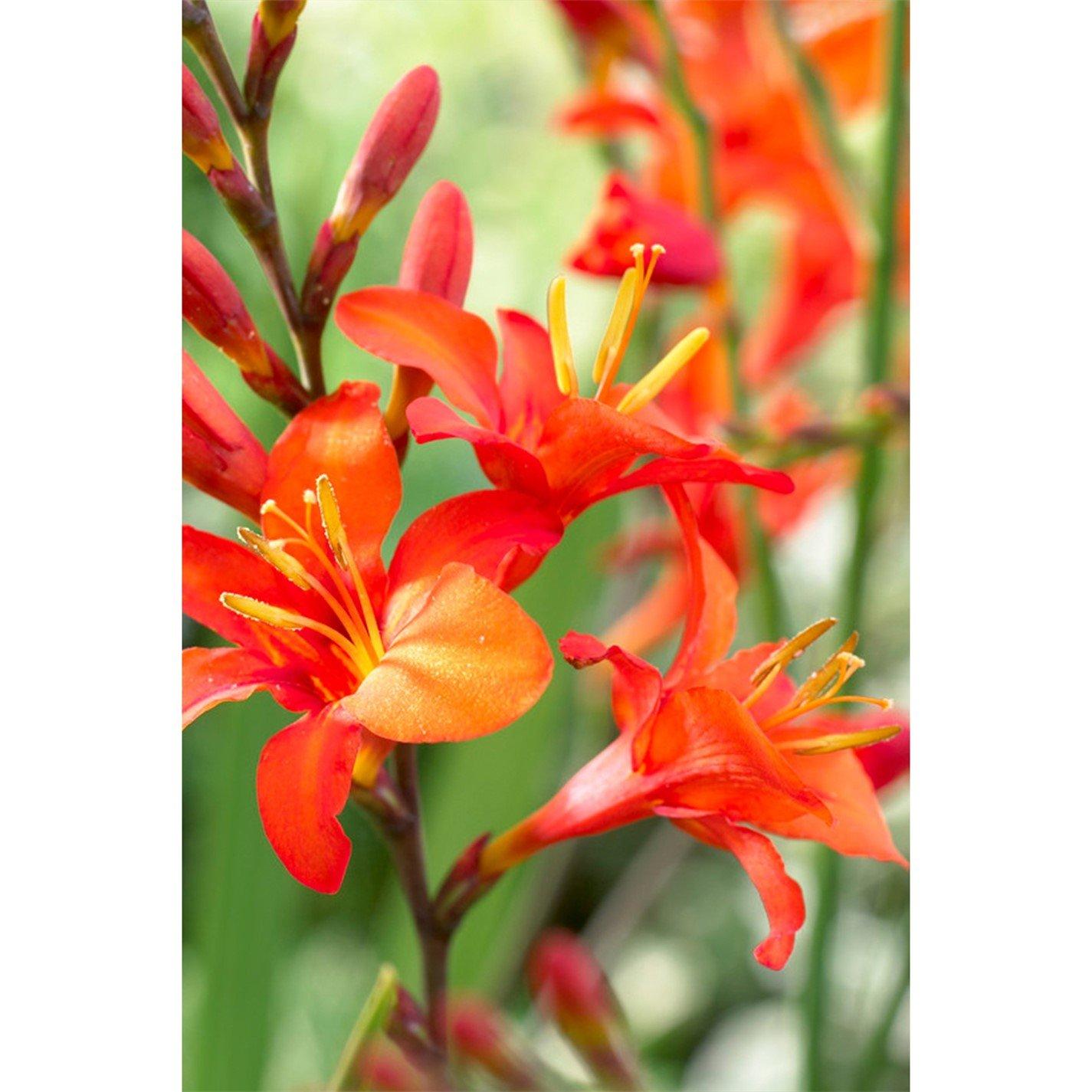 Multi - YouGarden - Crocosmia Mixed Bulbs - 50 size 5/6 - 2