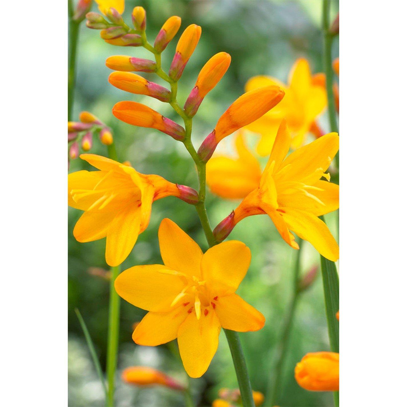 Multi - YouGarden - Crocosmia Mixed Bulbs - 50 size 5/6 - 3