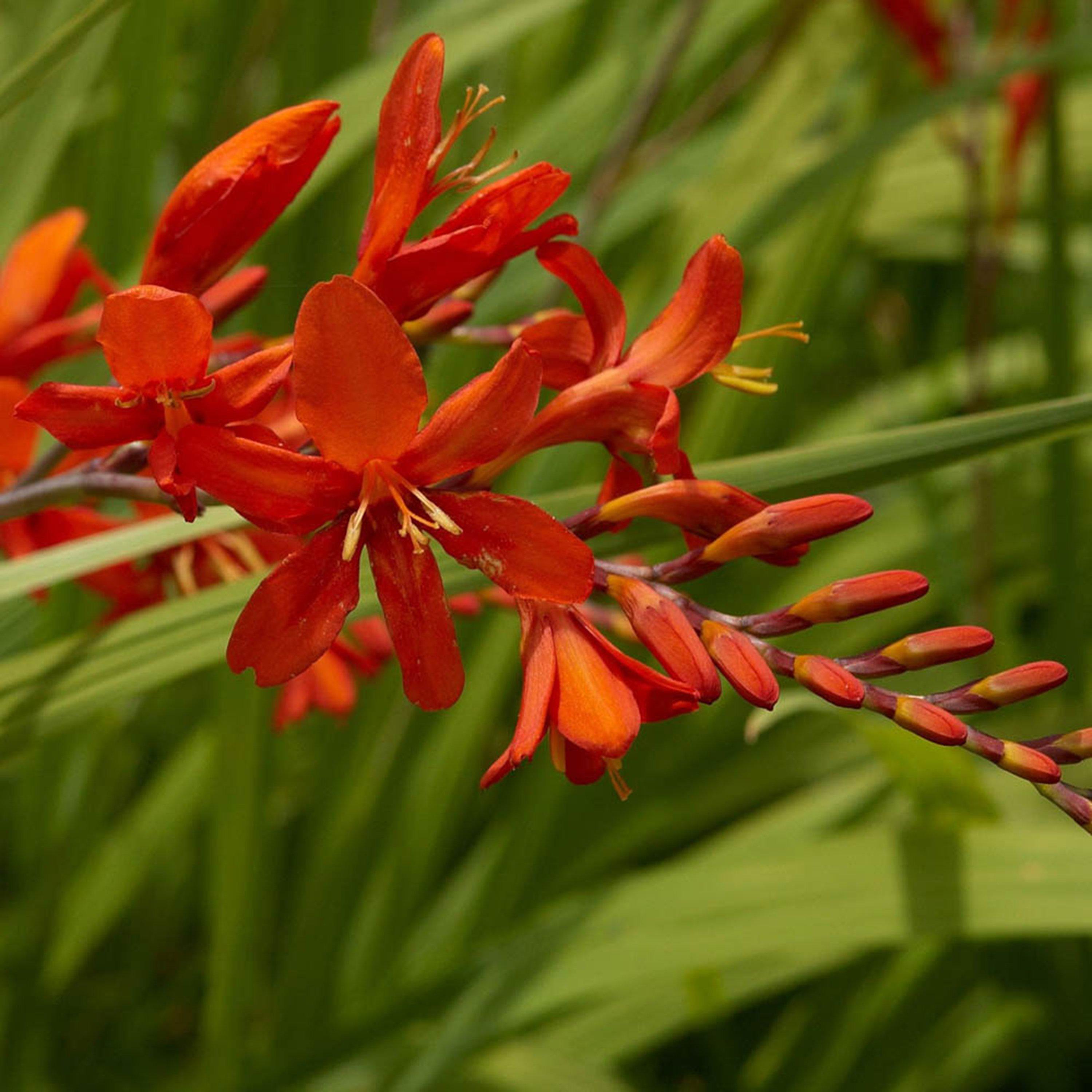 Red - YouGarden - Crocosmia Lucifer - 10 Bulbs - 1