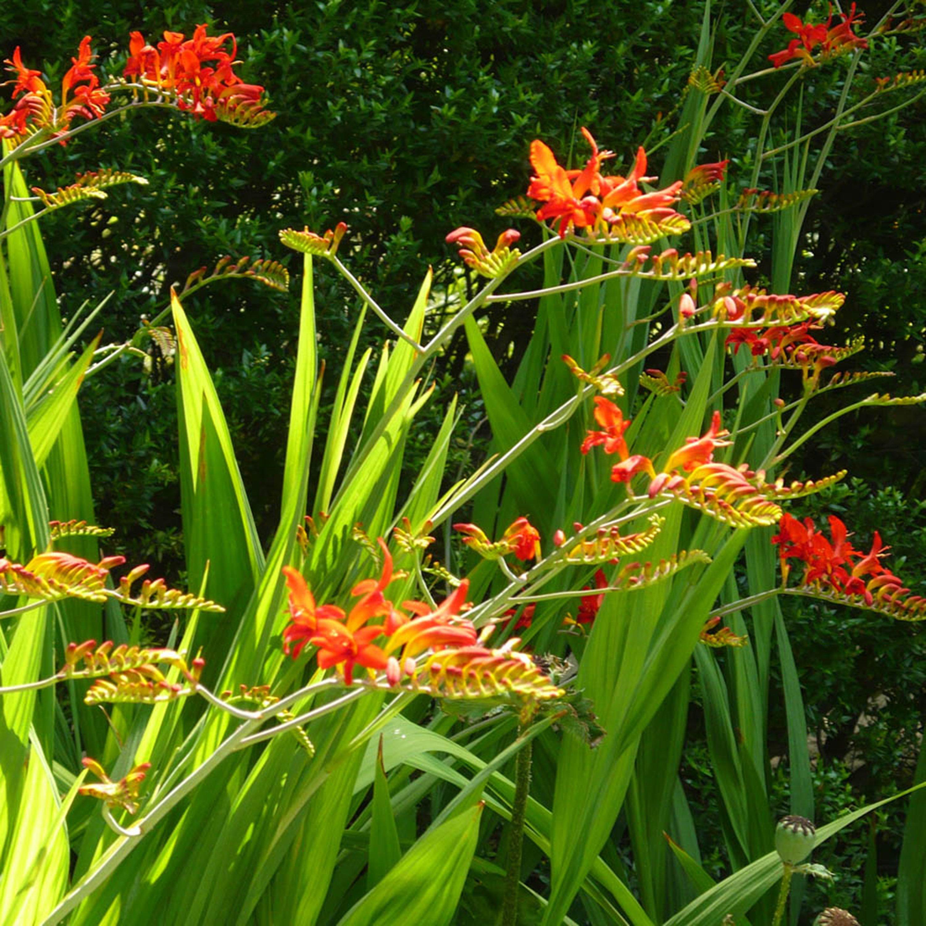 Red - YouGarden - Crocosmia Lucifer - 10 Bulbs - 2