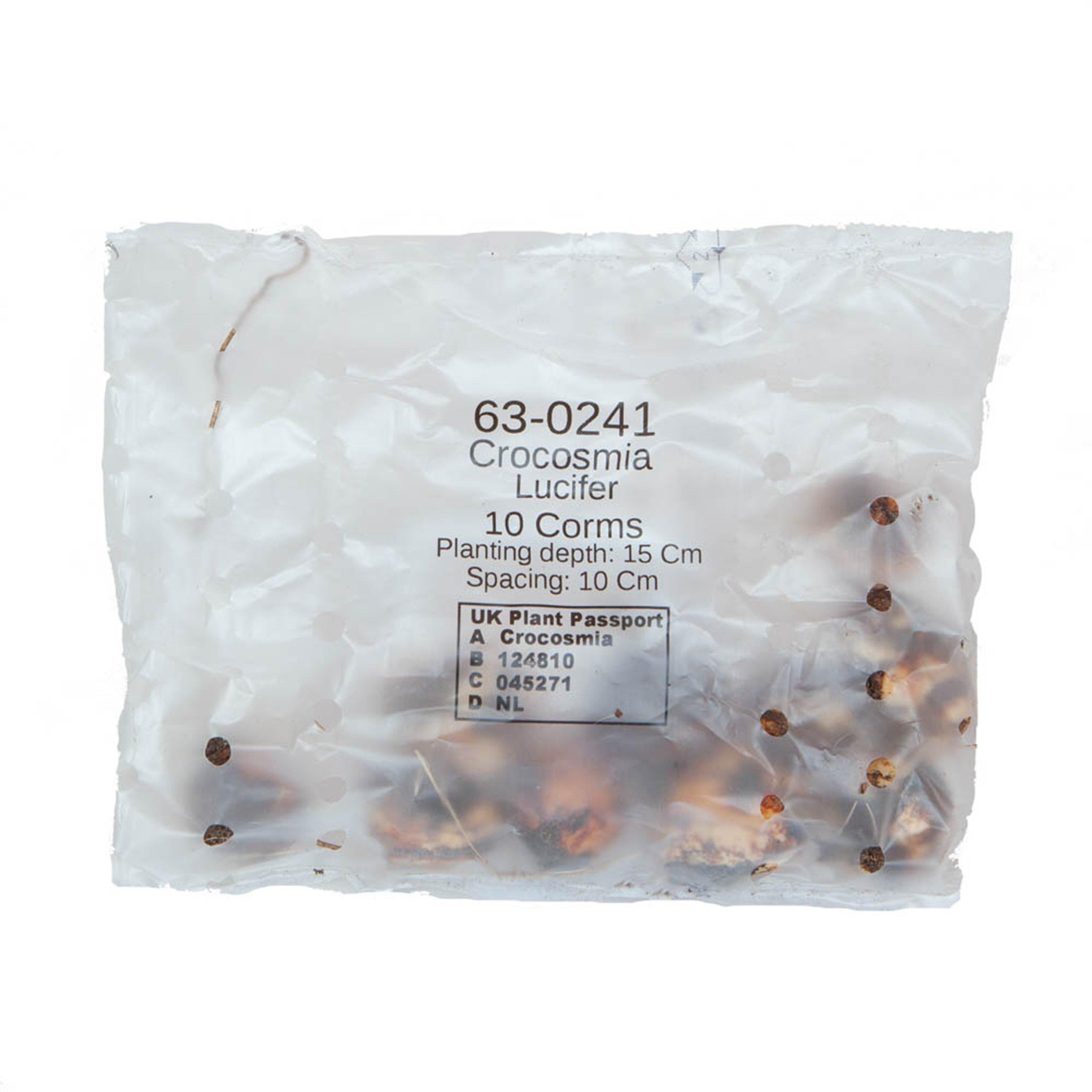 Red - YouGarden - Crocosmia Lucifer - 10 Bulbs - 3