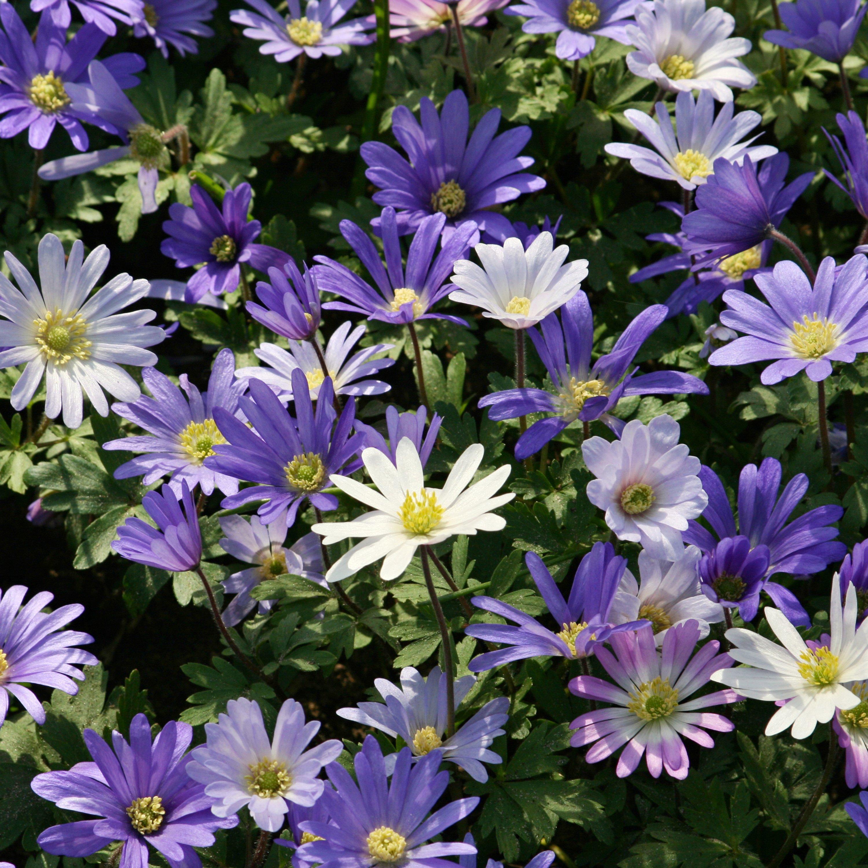 Multi - YouGarden - Anemone Blanda - 75 Bulbs - 1