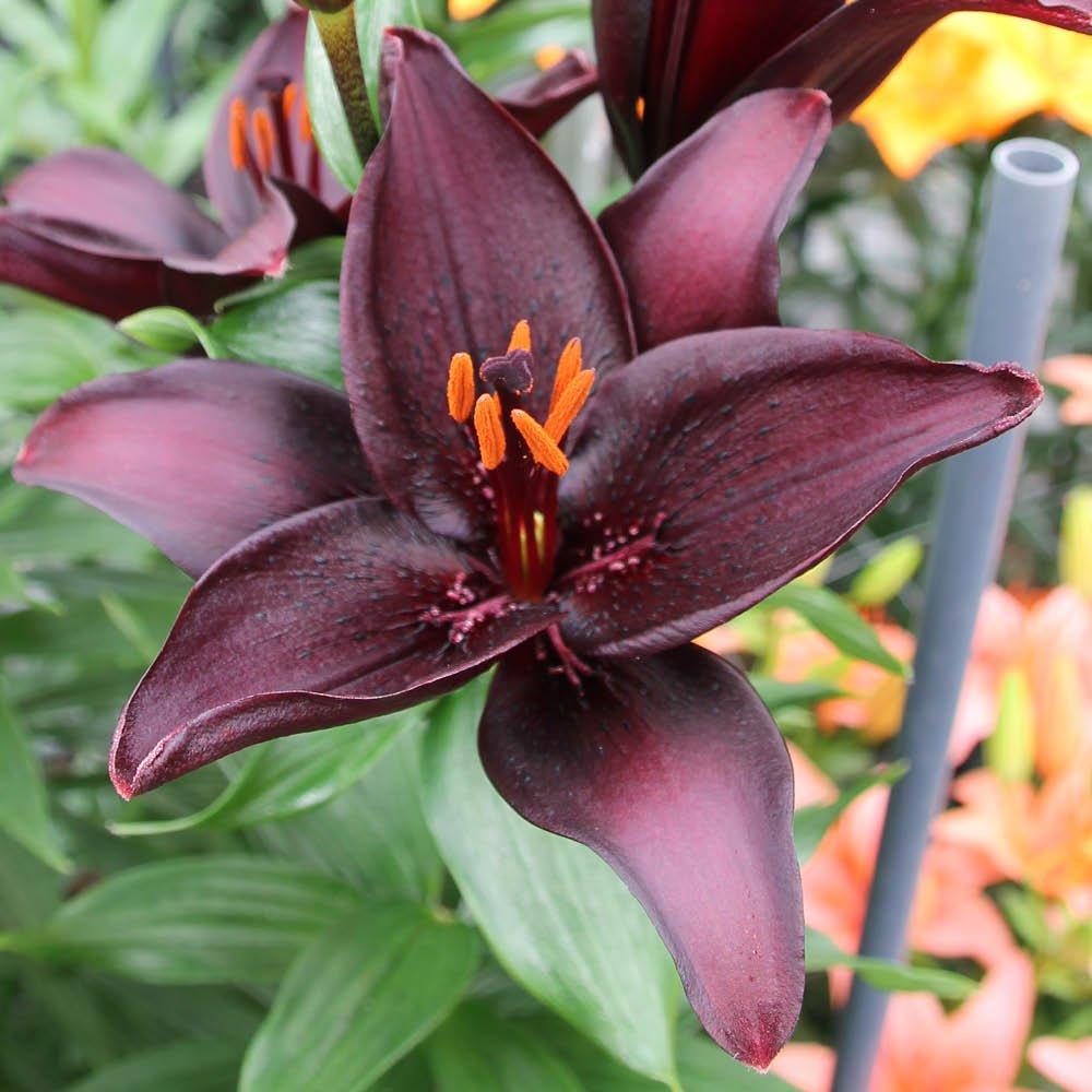 Black - YouGarden - Lily Secret Kiss 10 x Bulbs Size 12/14 - 1