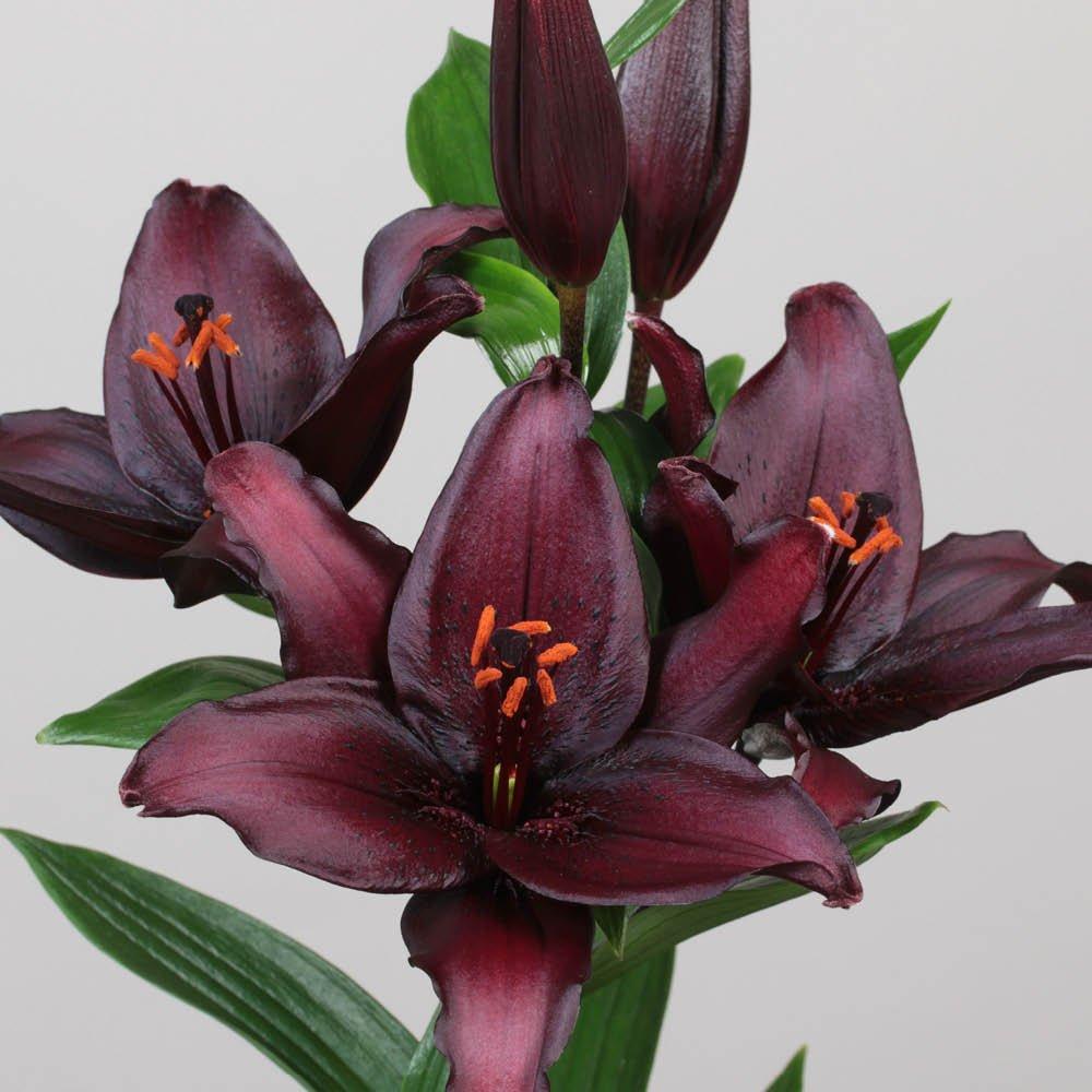 Black - YouGarden - Lily Secret Kiss 10 x Bulbs Size 12/14 - 2