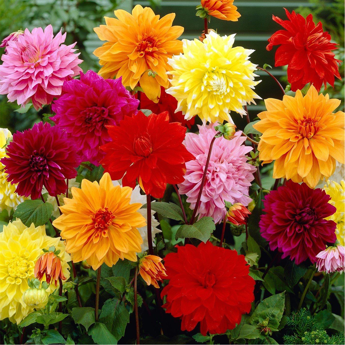 Multi - YouGarden - Dahlia Dinnerplates Mixed 5 tubers - 1