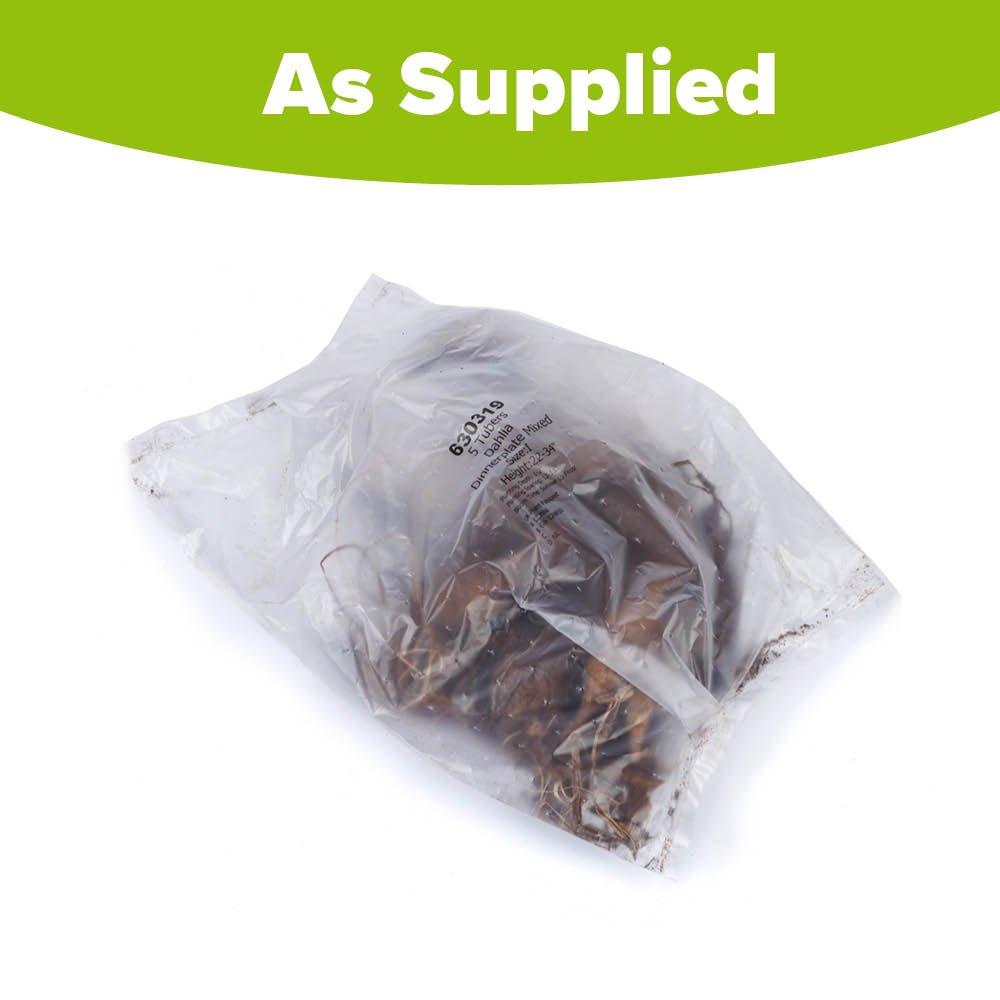 Multi - YouGarden - Dahlia Dinnerplates Mixed 5 tubers - 2