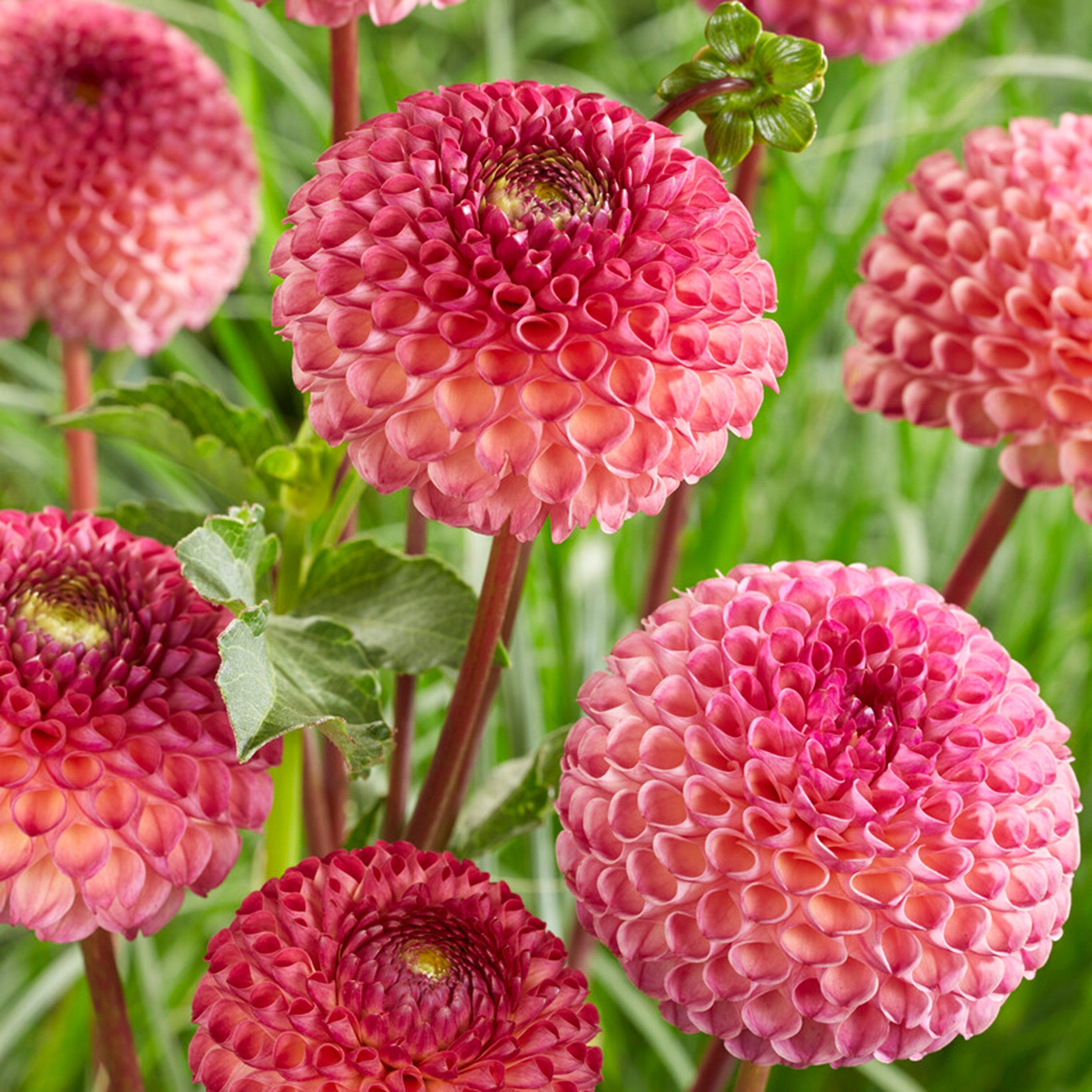 Multi - YouGarden - Dahlia Pom Pom Mixed 5 tubers - 2