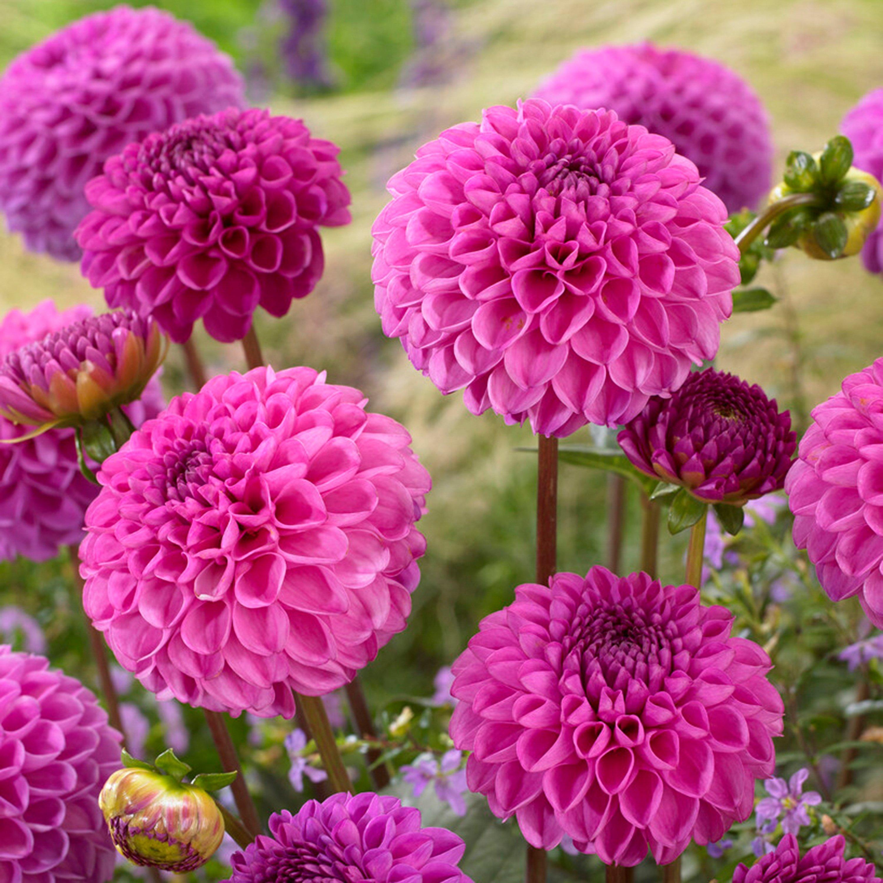 Multi - YouGarden - Dahlia Pom Pom Mixed 5 tubers - 3