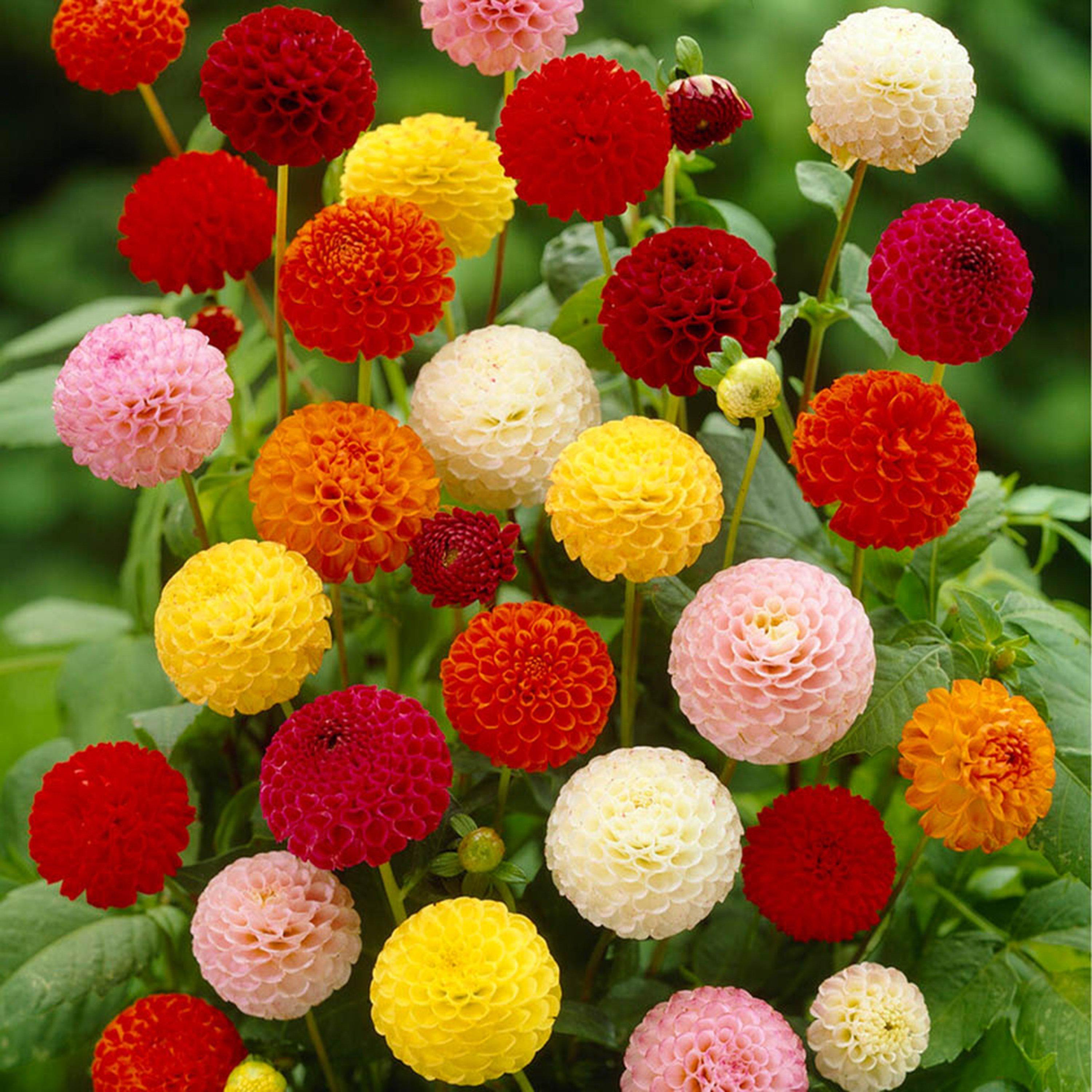 Multi - YouGarden - Dahlia Pom Pom Mixed 5 tubers - 5