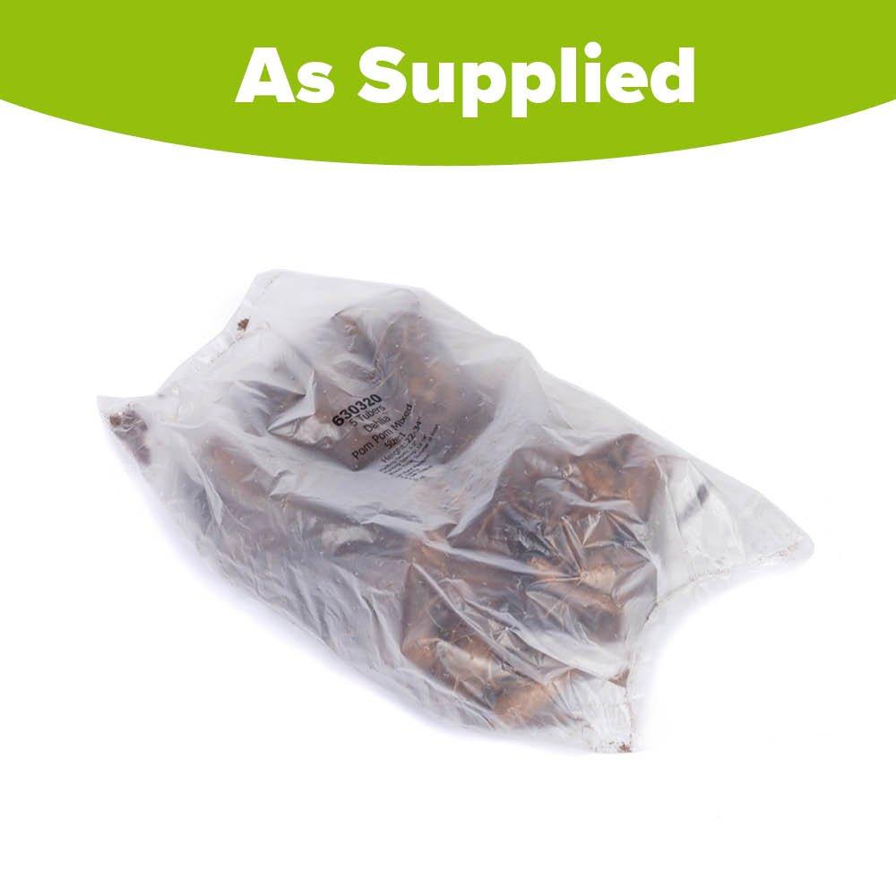 Multi - YouGarden - Dahlia Pom Pom Mixed 5 tubers - 6