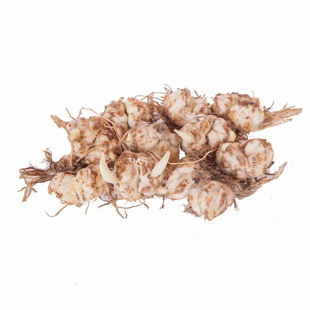 Multi - YouGarden - Carpet Lilies Flame Mix - Set of 10 Bulbs Size 12 - 2