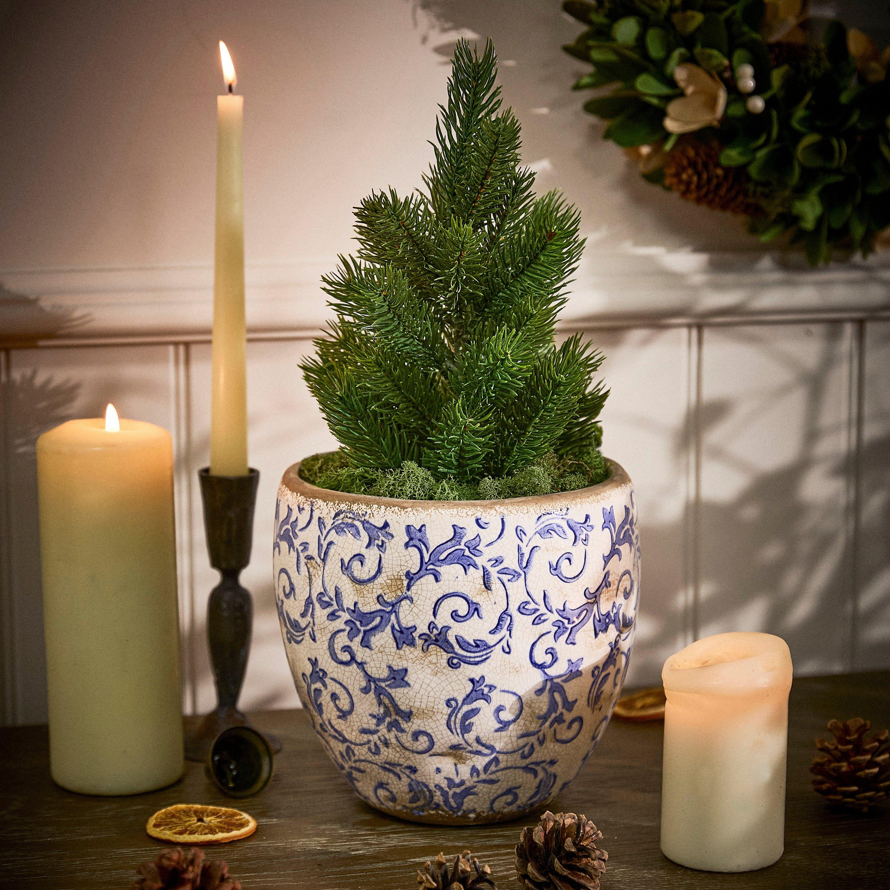 Dibor  Solene Botanical Planter - Blue - 18.5cm