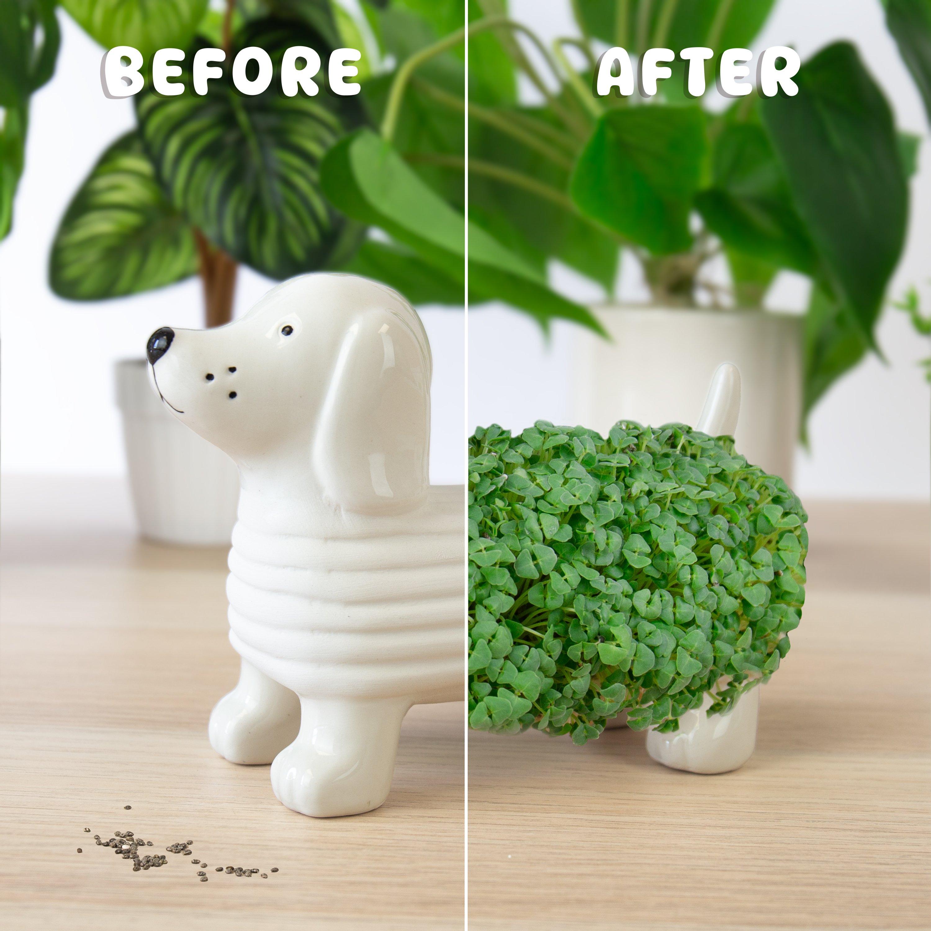 Multi - Gift Republic - Dog Chia Planter - 5