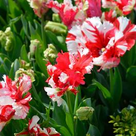 YouGarden Tulip Estella Rijnveld 15 bulbs size 11/12
