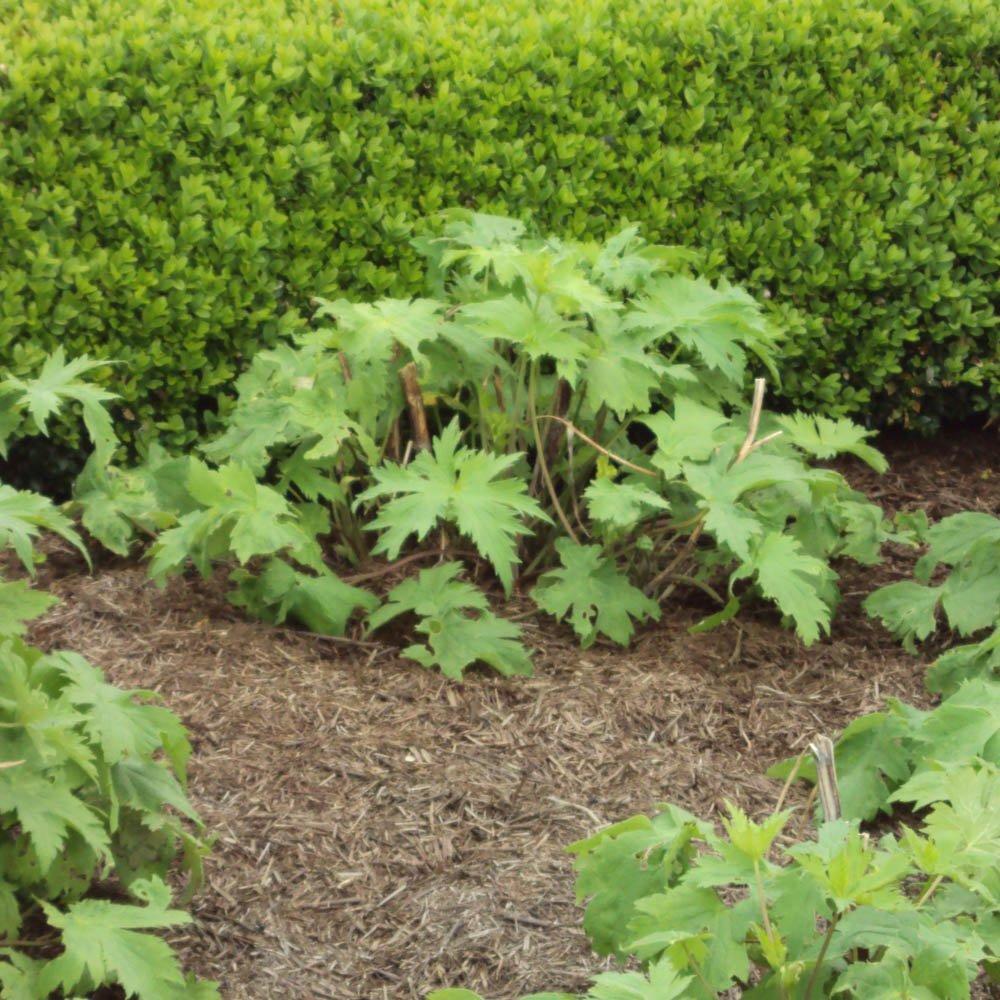 Brown - YouGarden - Strulch Mineralised Straw Garden Mulch 9kg - 2