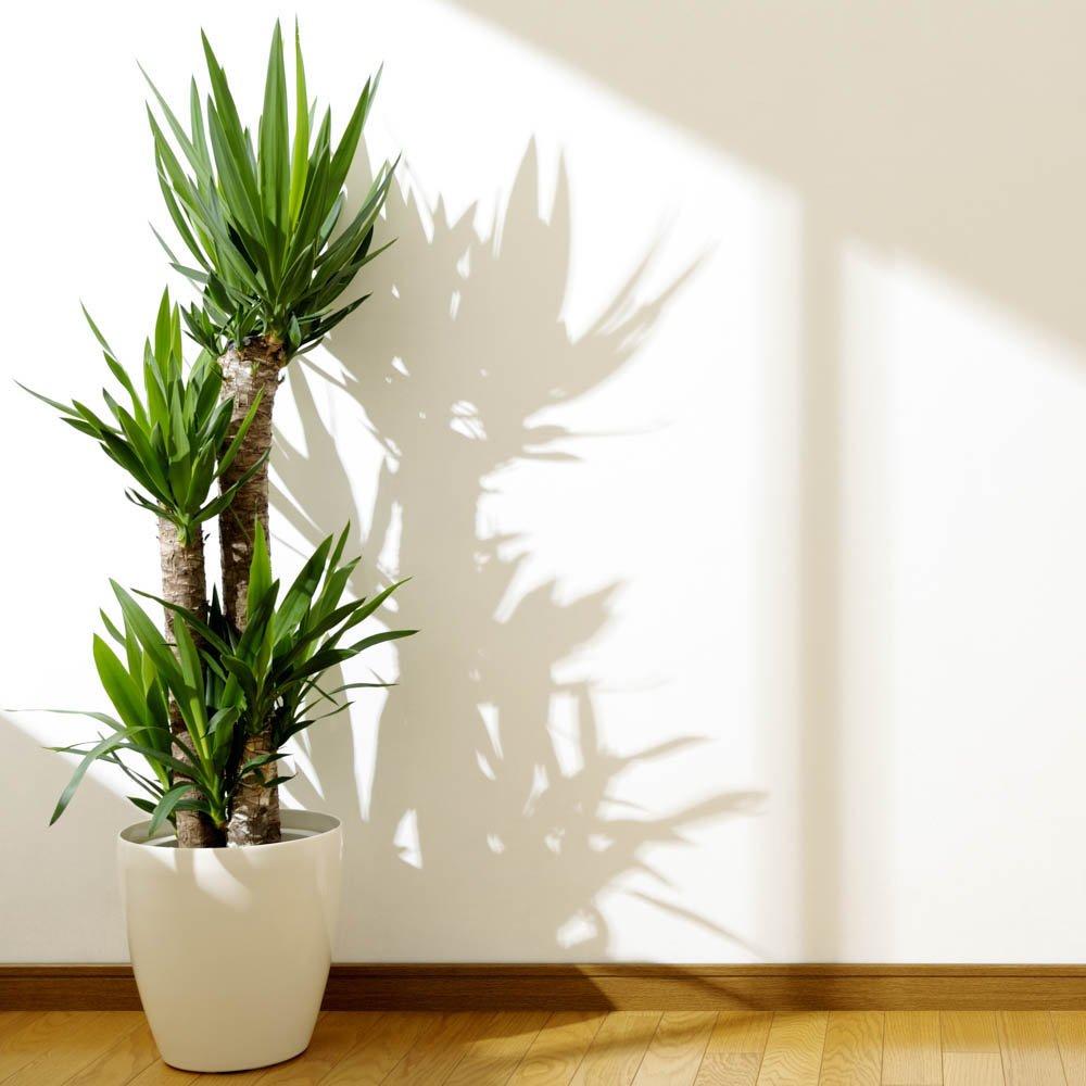 Yougarden  Yucca 3 Stem 60/30/20 21Cm 90Cm - Green - 3 Stem 21c