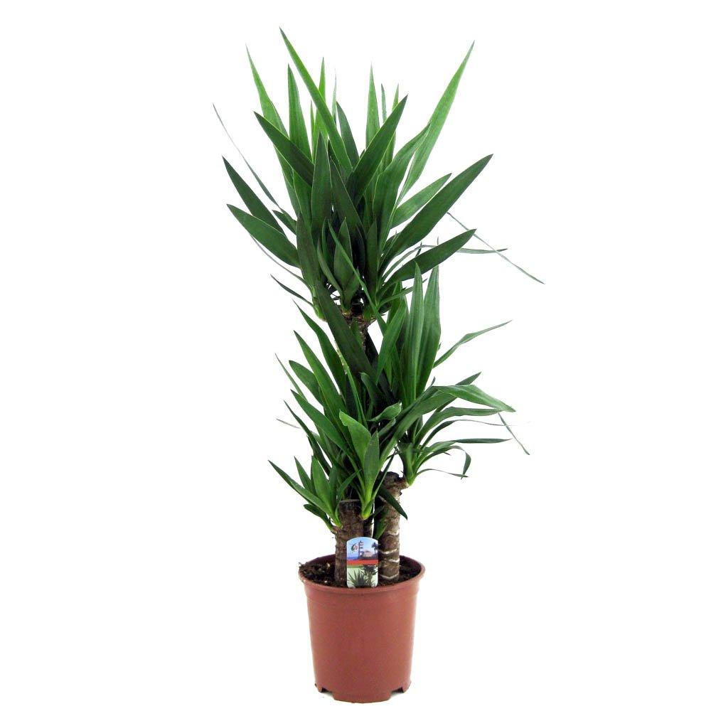 Green - YouGarden - Yucca 3 stem 60/30/20 21cm 90cm - 2