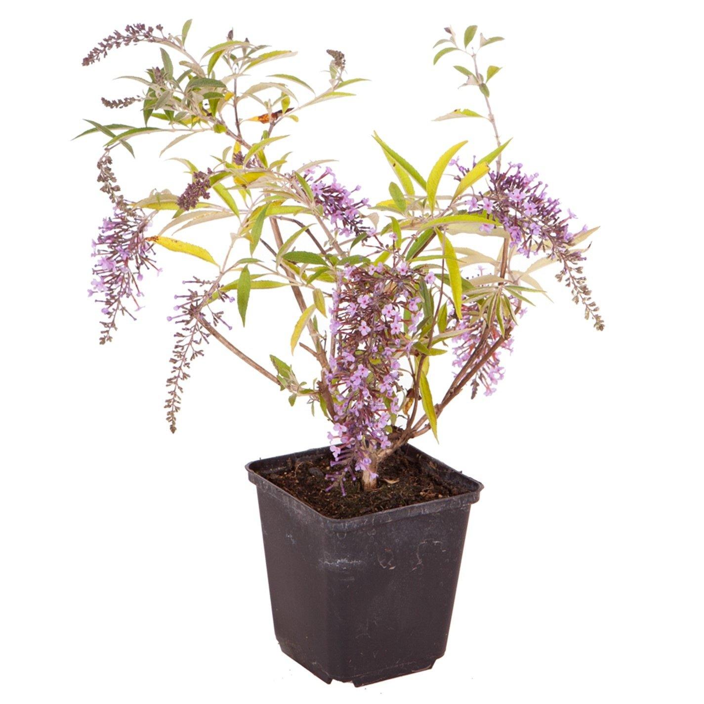 Brown - YouGarden - Buddleia dav. Wisteria Lane - 1