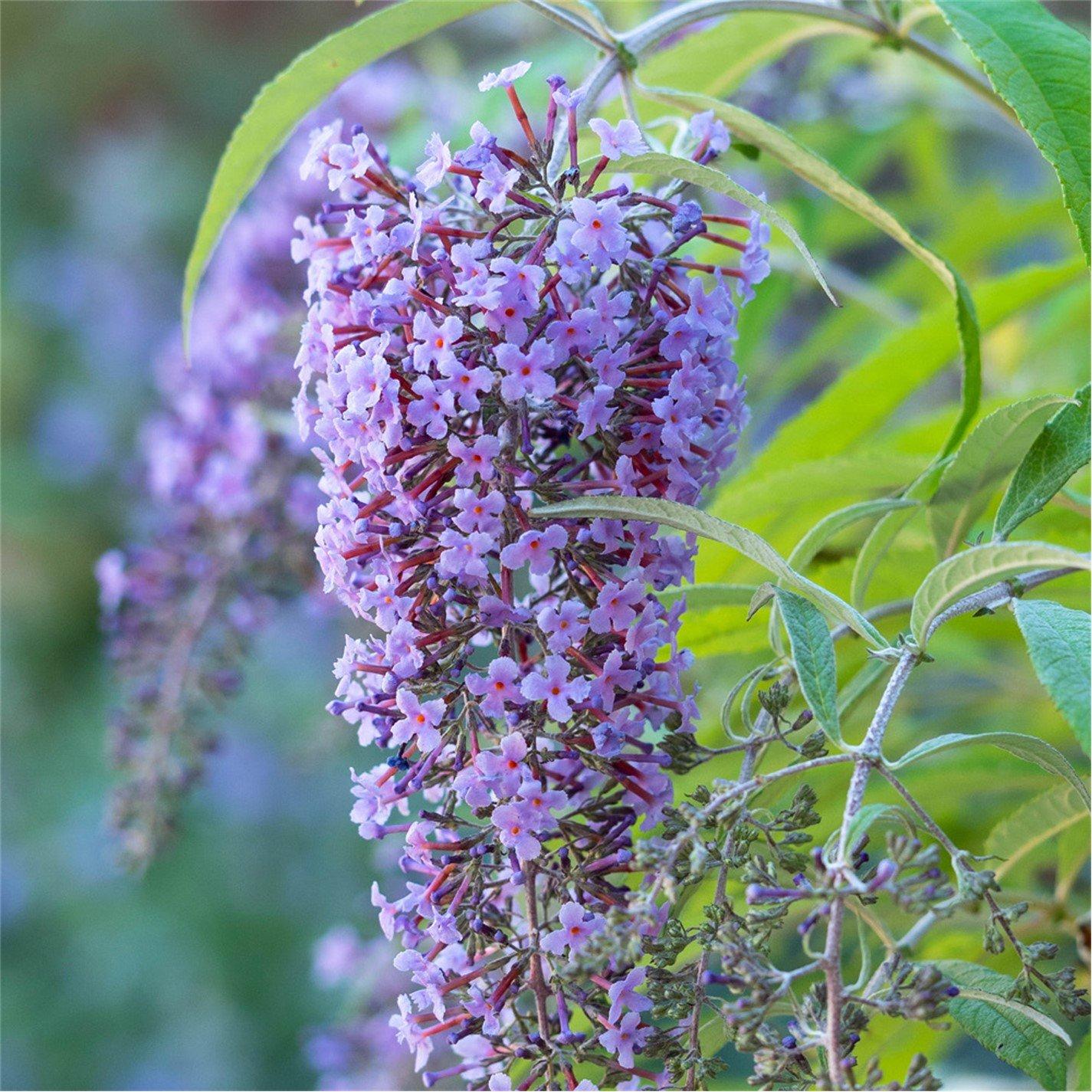 Yougarden  Buddleia Dav. Wisteria Lane - Brown - 9cm Pot