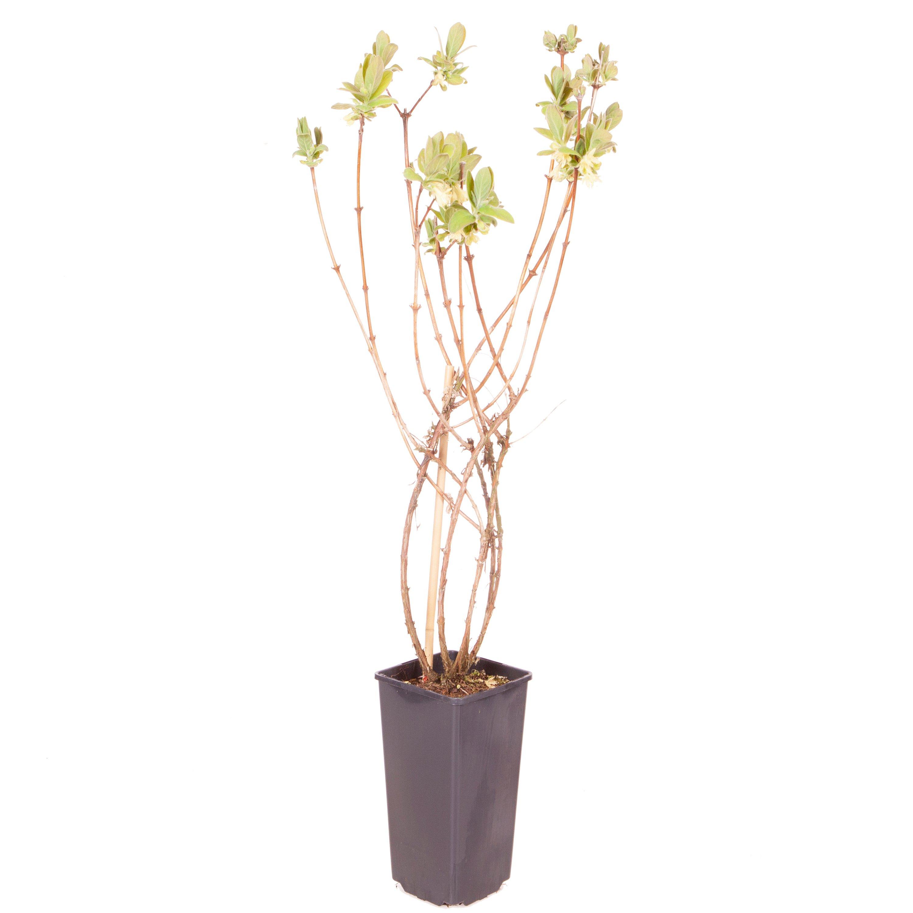 Brown - YouGarden - Lonicera k. Altaj Honeyberry 1.7L - 3