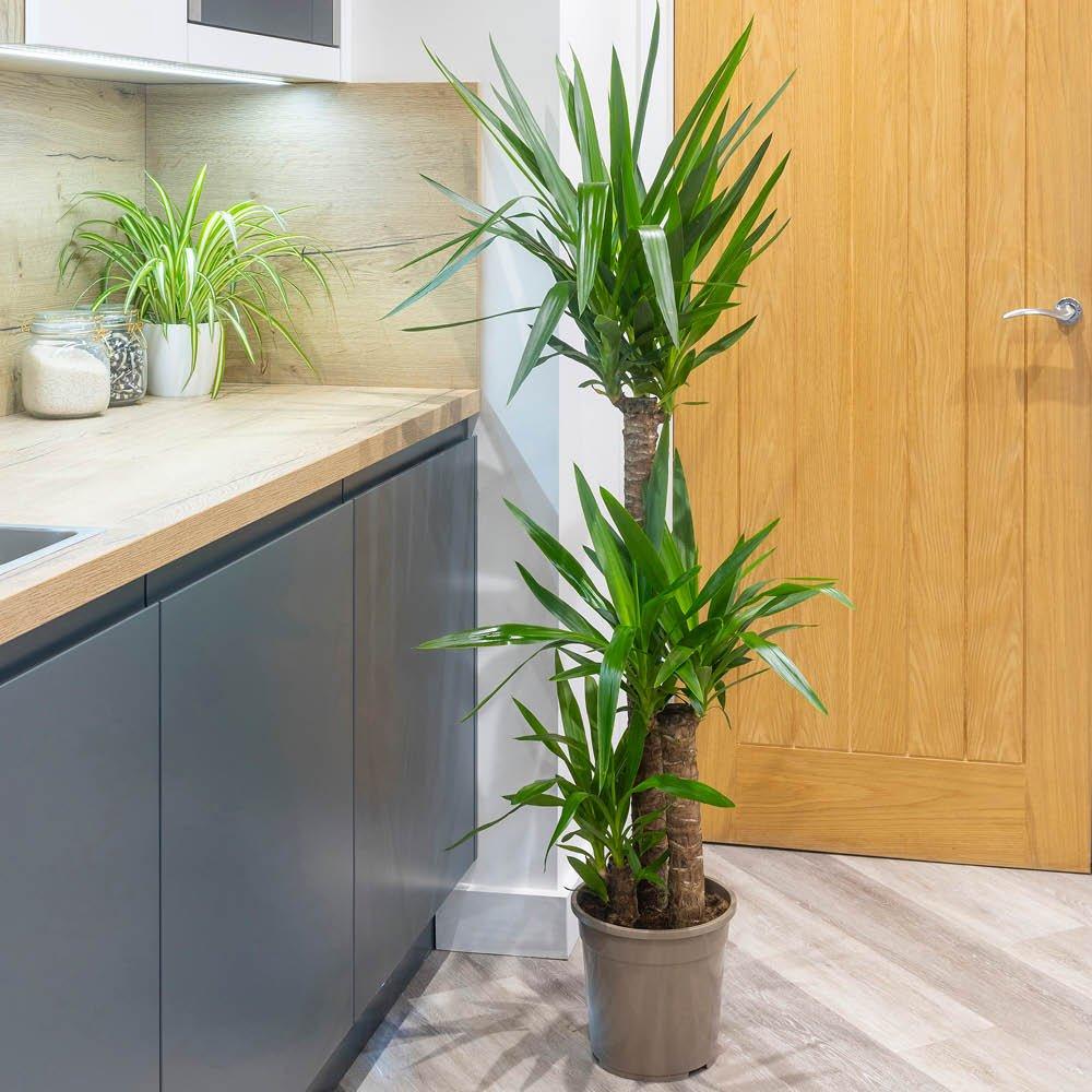 Brown - YouGarden - Yucca 3 stem 90/45/20cm in 24cm pot 1.2m tall - 1