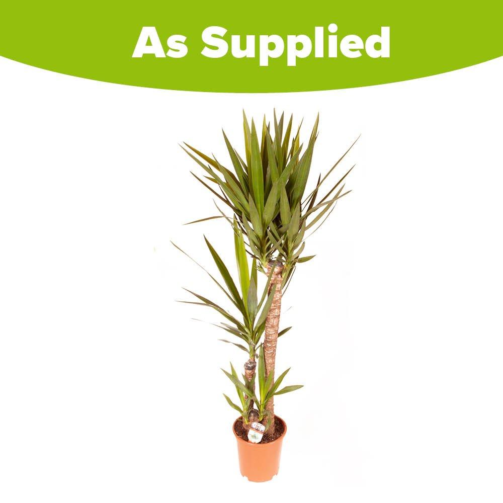 Brown - YouGarden - Yucca 3 stem 90/45/20cm in 24cm pot 1.2m tall - 3