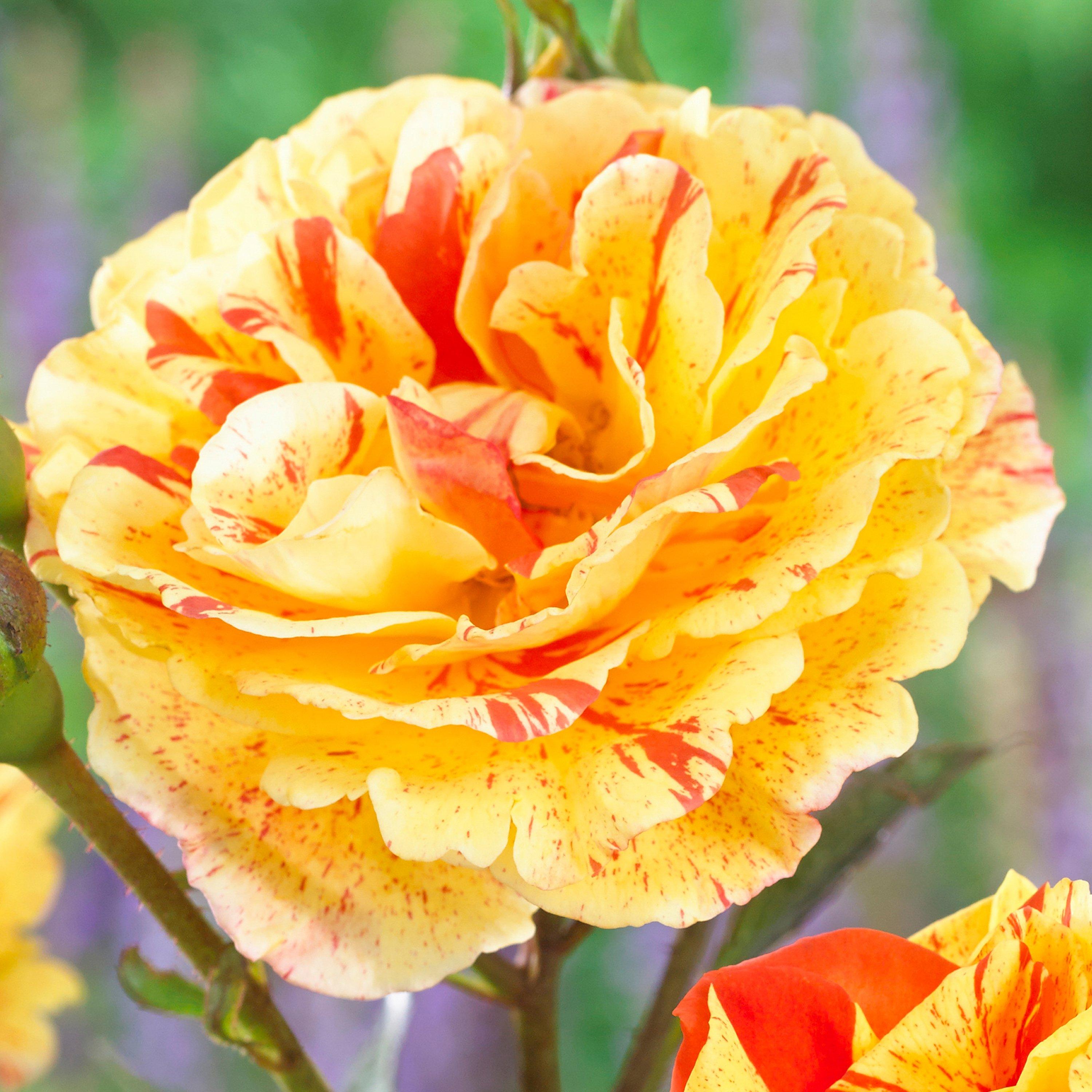 Brown - YouGarden - Rose Oranges & Lemons Papagena bare root - 1