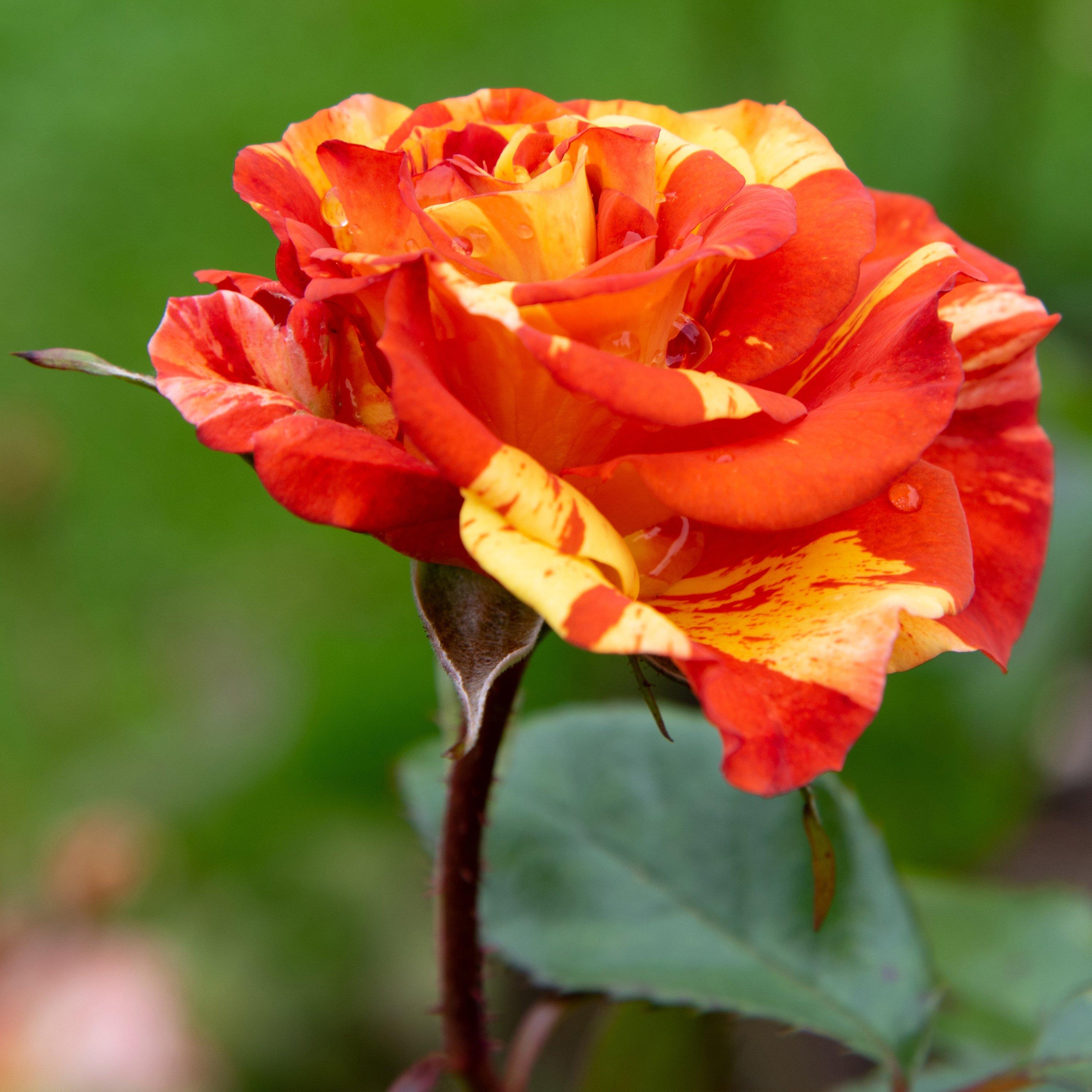 Brown - YouGarden - Rose Oranges & Lemons Papagena bare root - 2