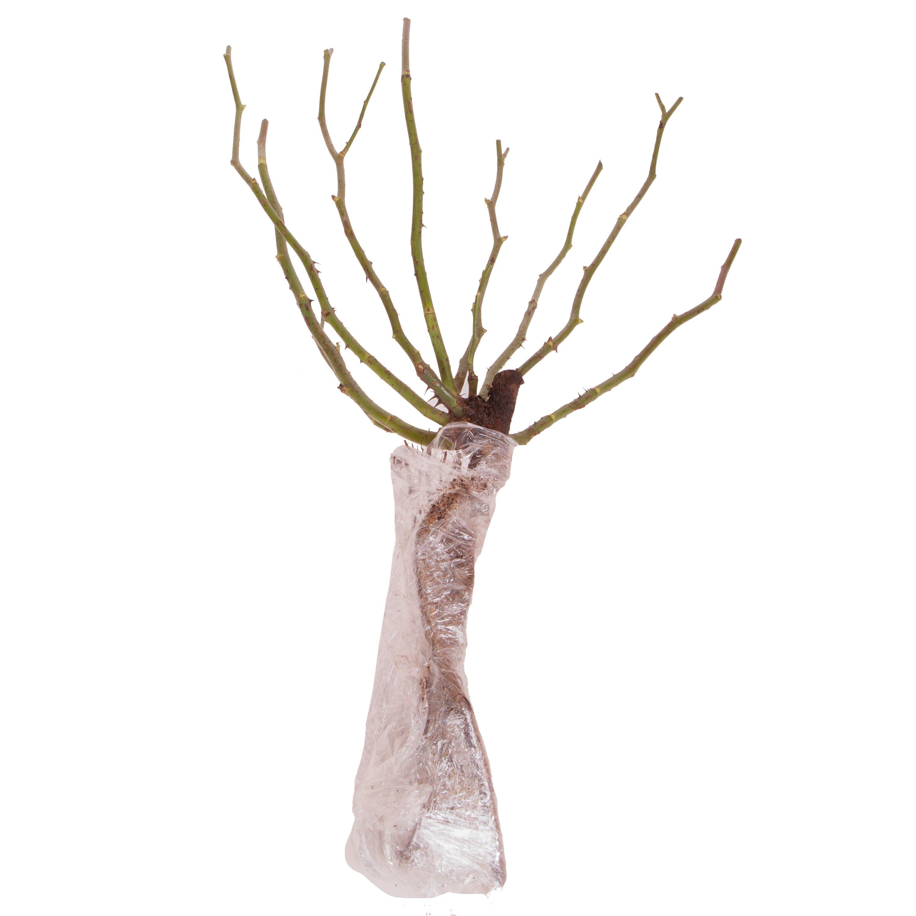 Brown - YouGarden - Rose Oranges & Lemons Papagena bare root - 3