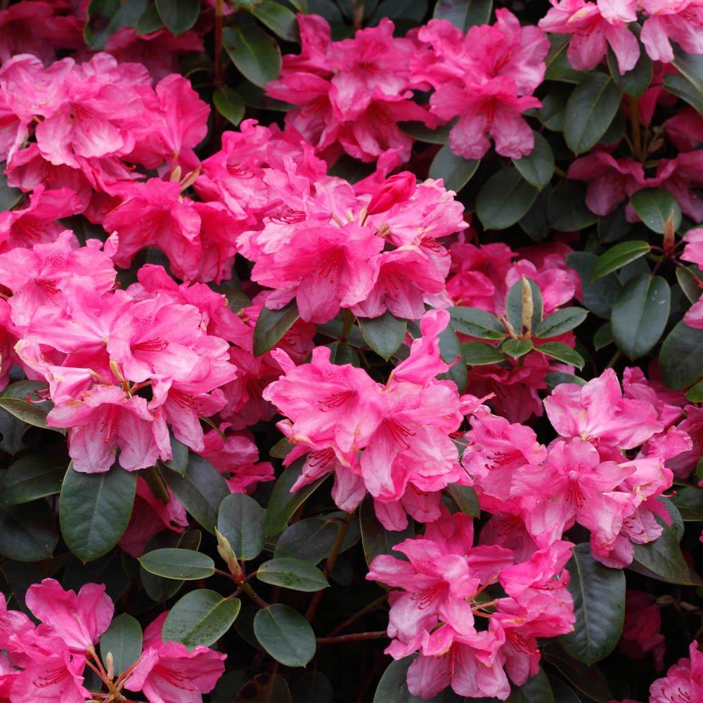 YouGarden Rhododendrons (Japanese Azalea) 9cm x 3