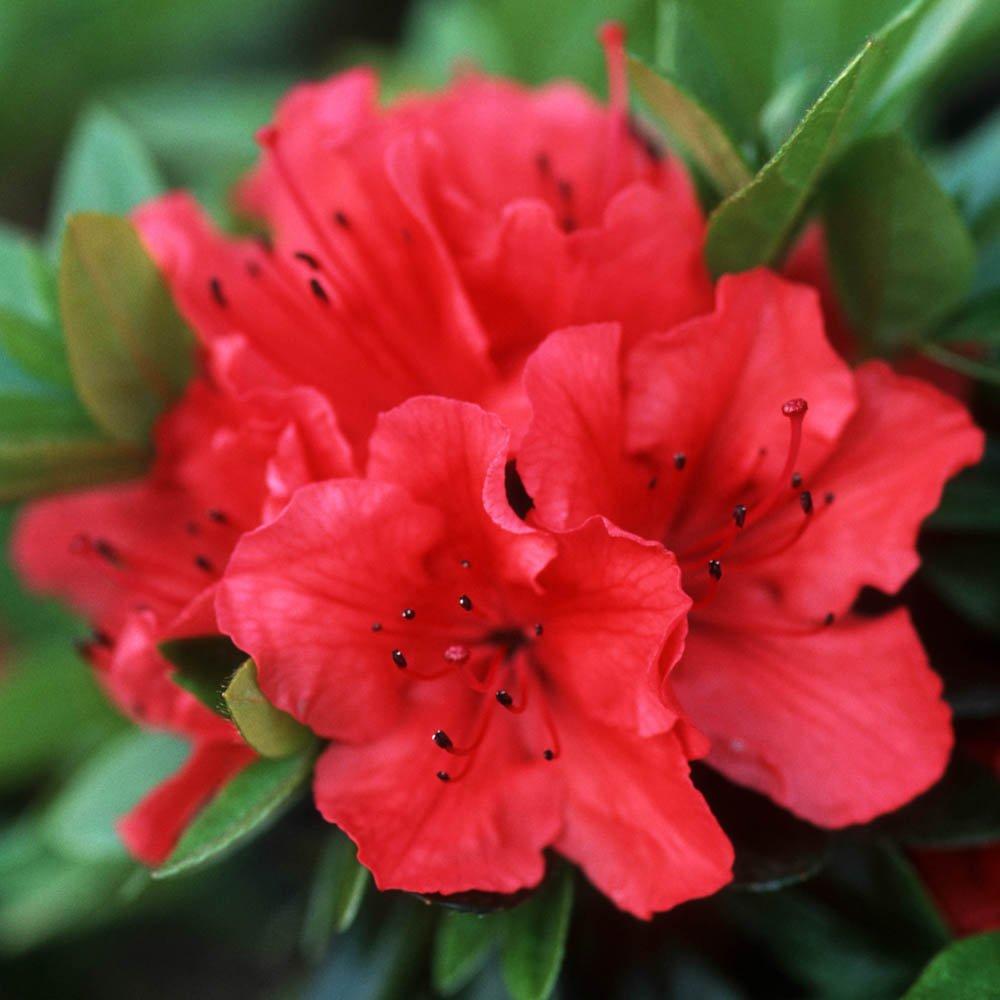 Brown - YouGarden - Rhododendrons (Japanese Azalea) 9cm x 3 - 2