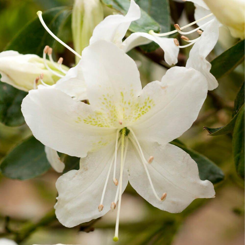 Brown - YouGarden - Rhododendrons (Japanese Azalea) 9cm x 3 - 3