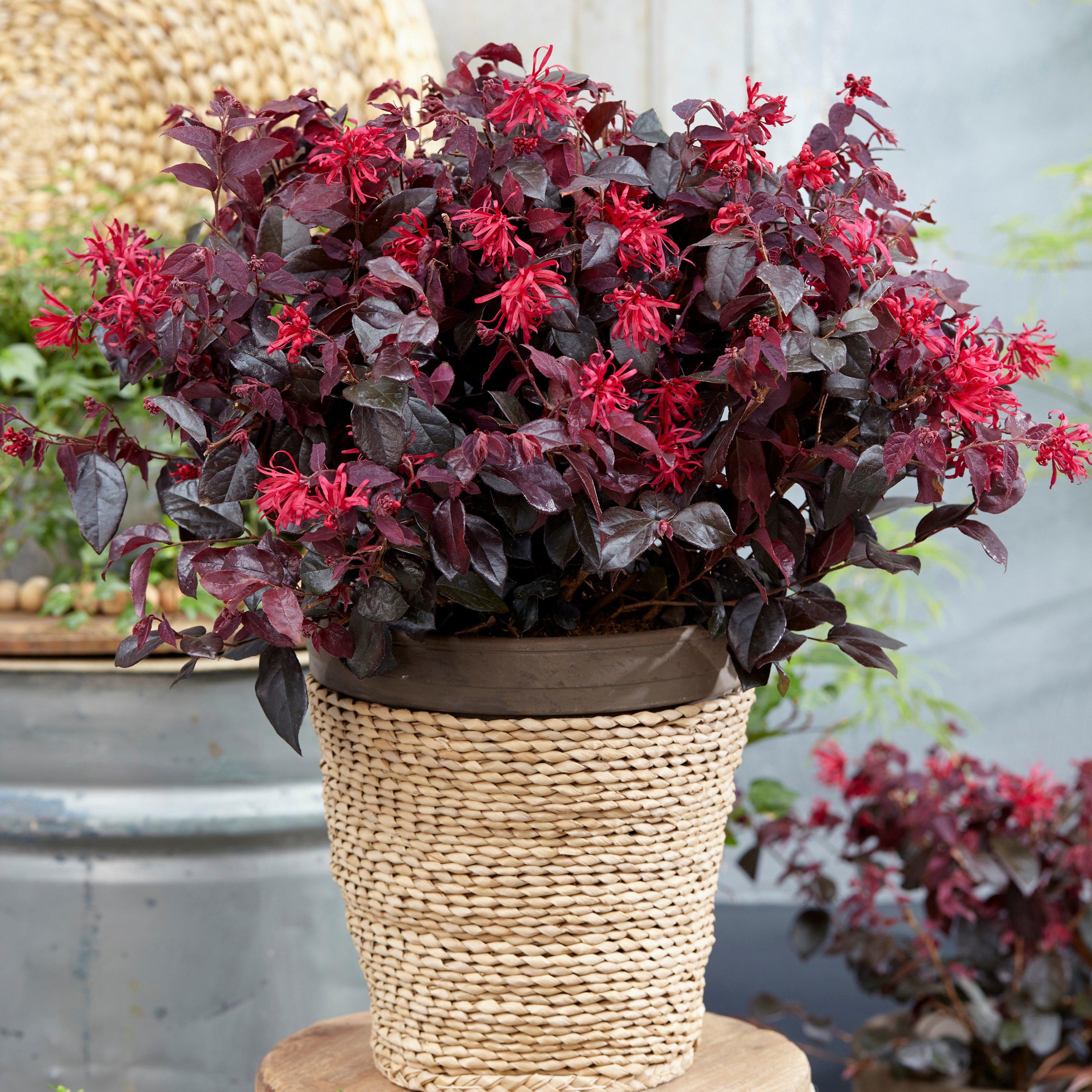 Brown - YouGarden - Loropetalum Black Pearl 15cm - 2