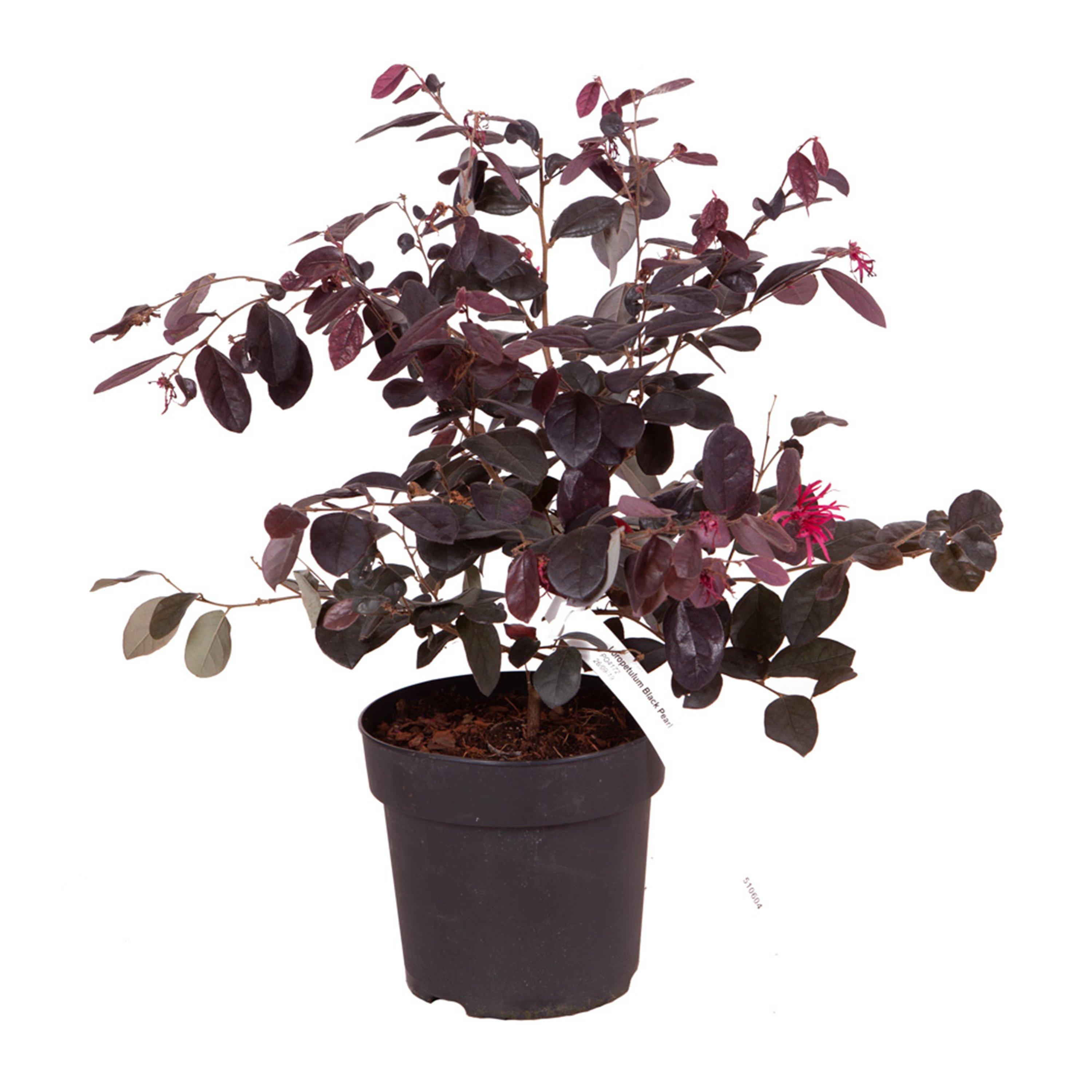 Brown - YouGarden - Loropetalum Black Pearl 15cm - 4