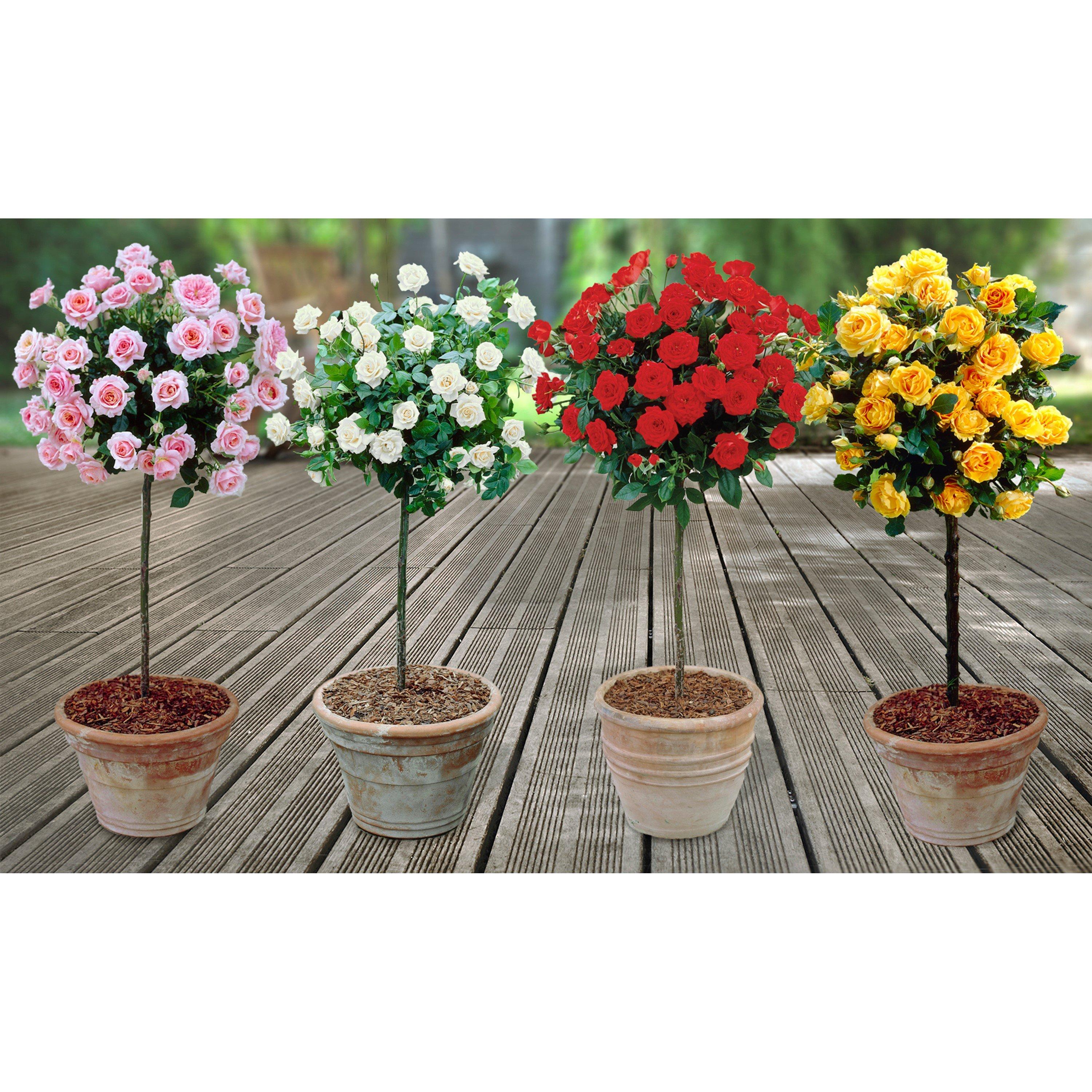 Brown - YouGarden - Rose Patio Standard Collection bare root x 4 - 1
