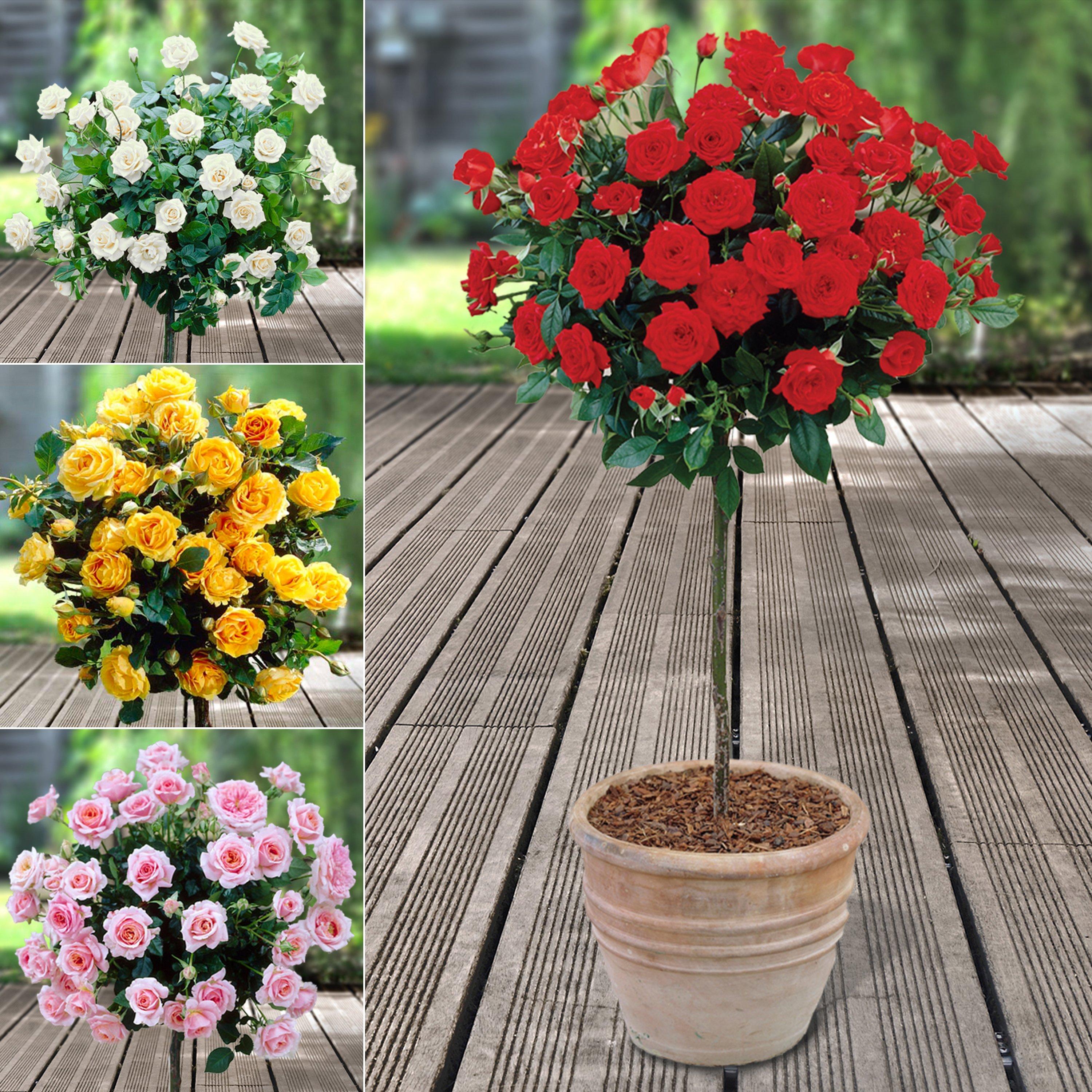 Brown - YouGarden - Rose Patio Standard Collection bare root x 4 - 2