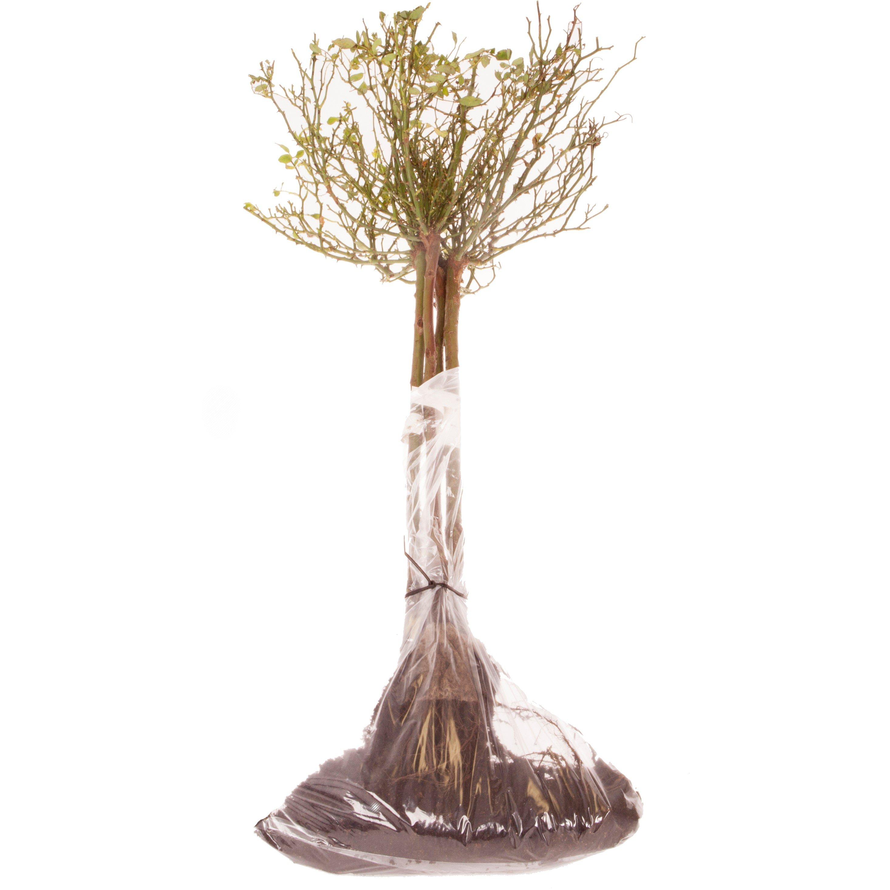 Brown - YouGarden - Rose Patio Standard Collection bare root x 4 - 3