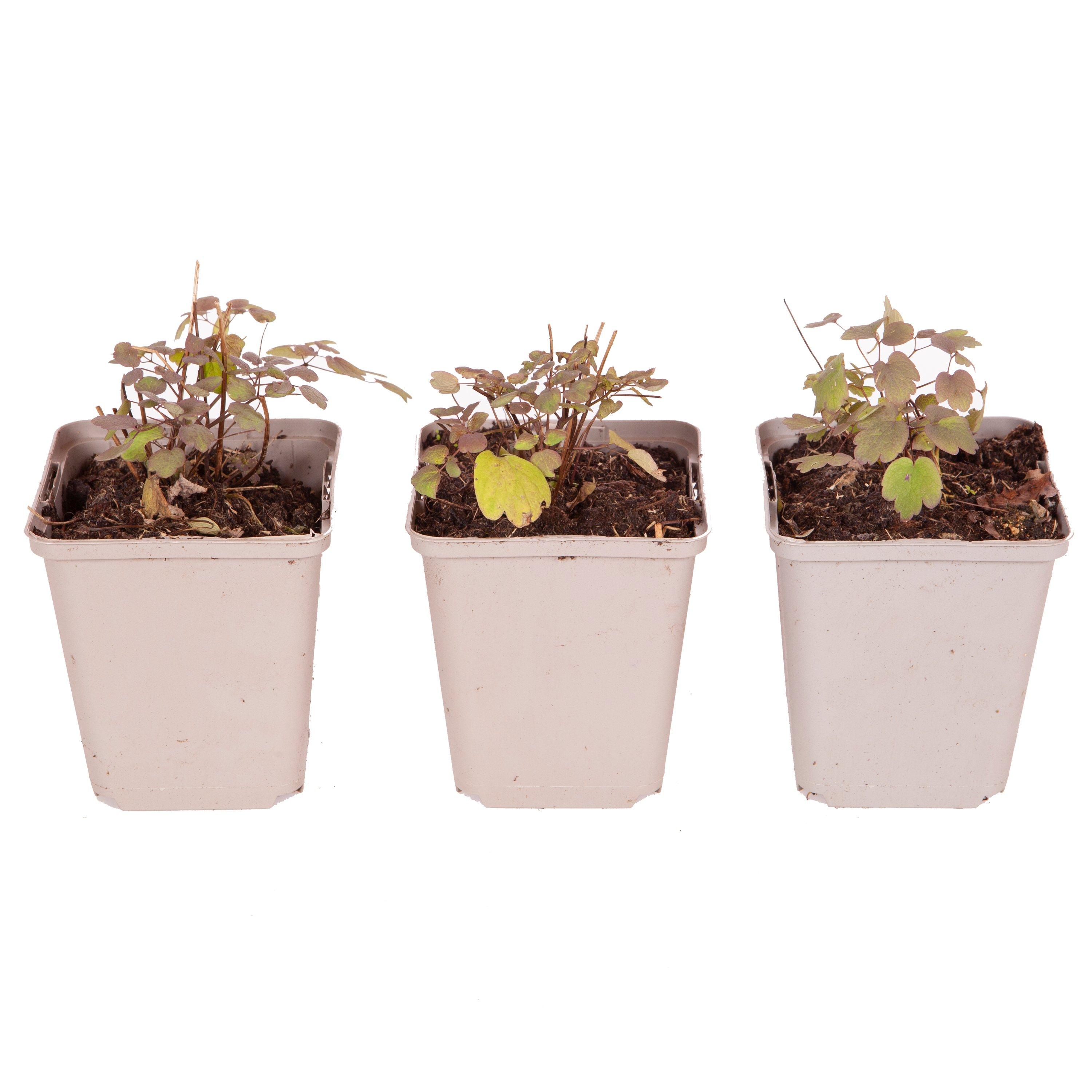 Brown - YouGarden - Thalictrum rochebraunianum 3 x 9cm - 2