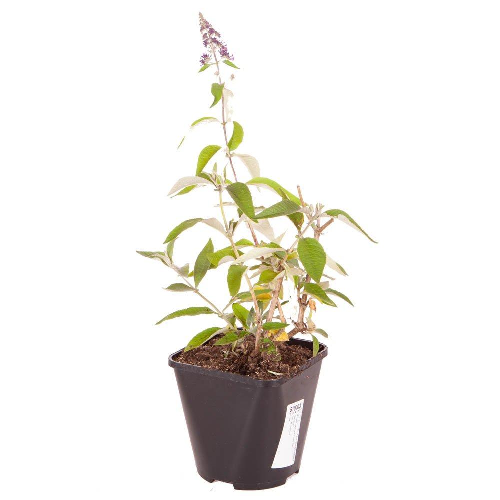 Brown - YouGarden - Buddleia Flower Power 2L - 3