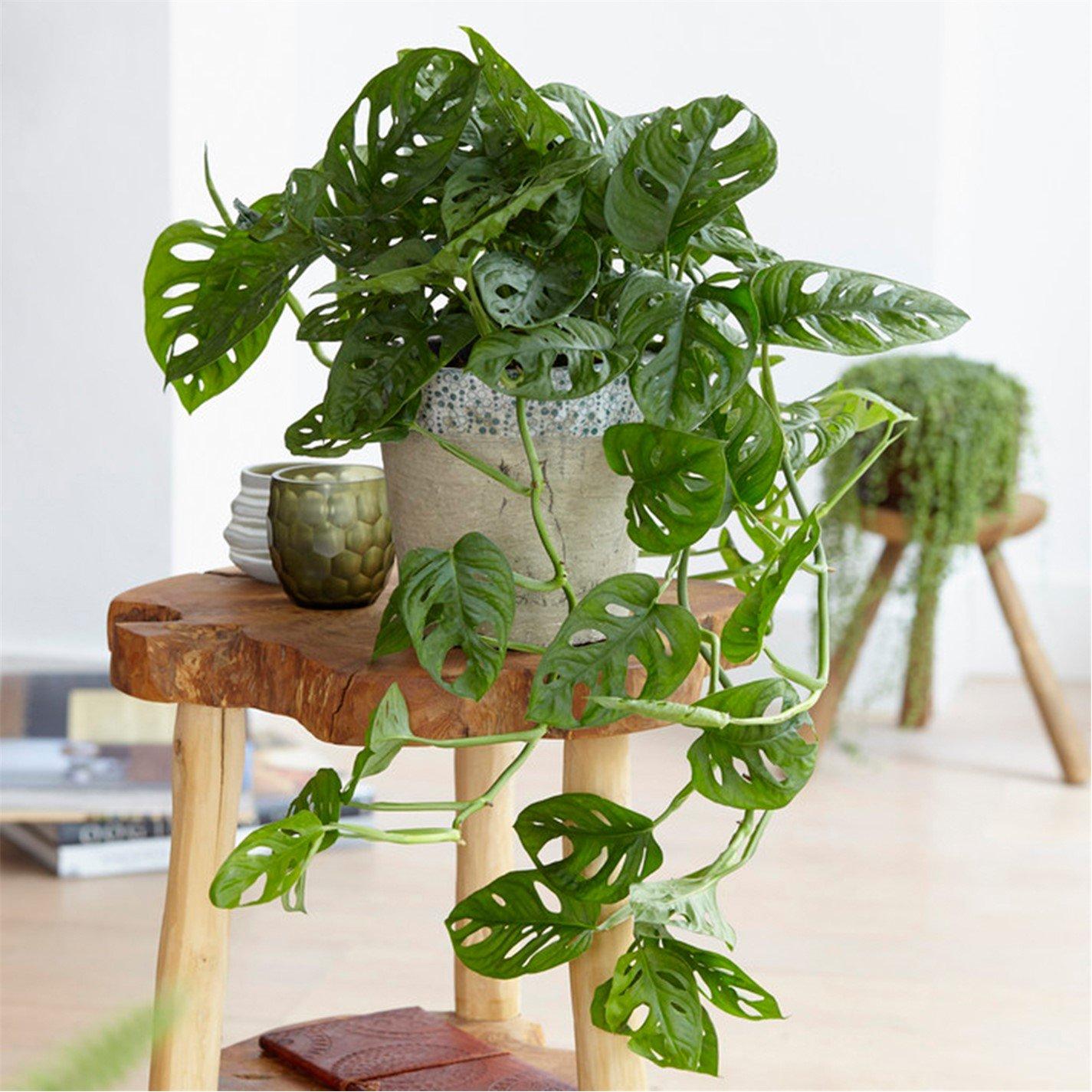 Yougarden  Monstera Monkey Leaf 12Cm Pot - Brown - 12cm Pot