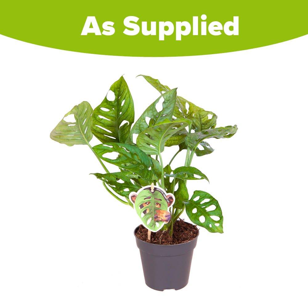 Brown - YouGarden - Monstera Monkey Leaf 12cm pot - 3